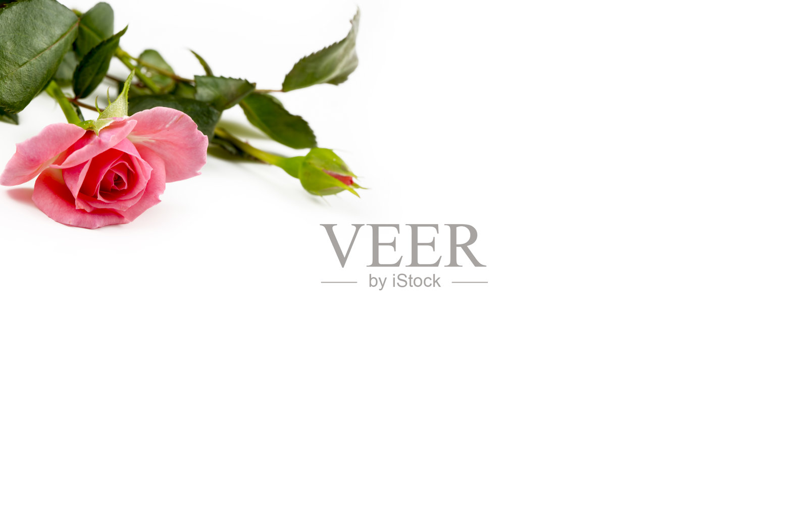 白色背景上的粉红玫瑰。概念图。照片摄影图片