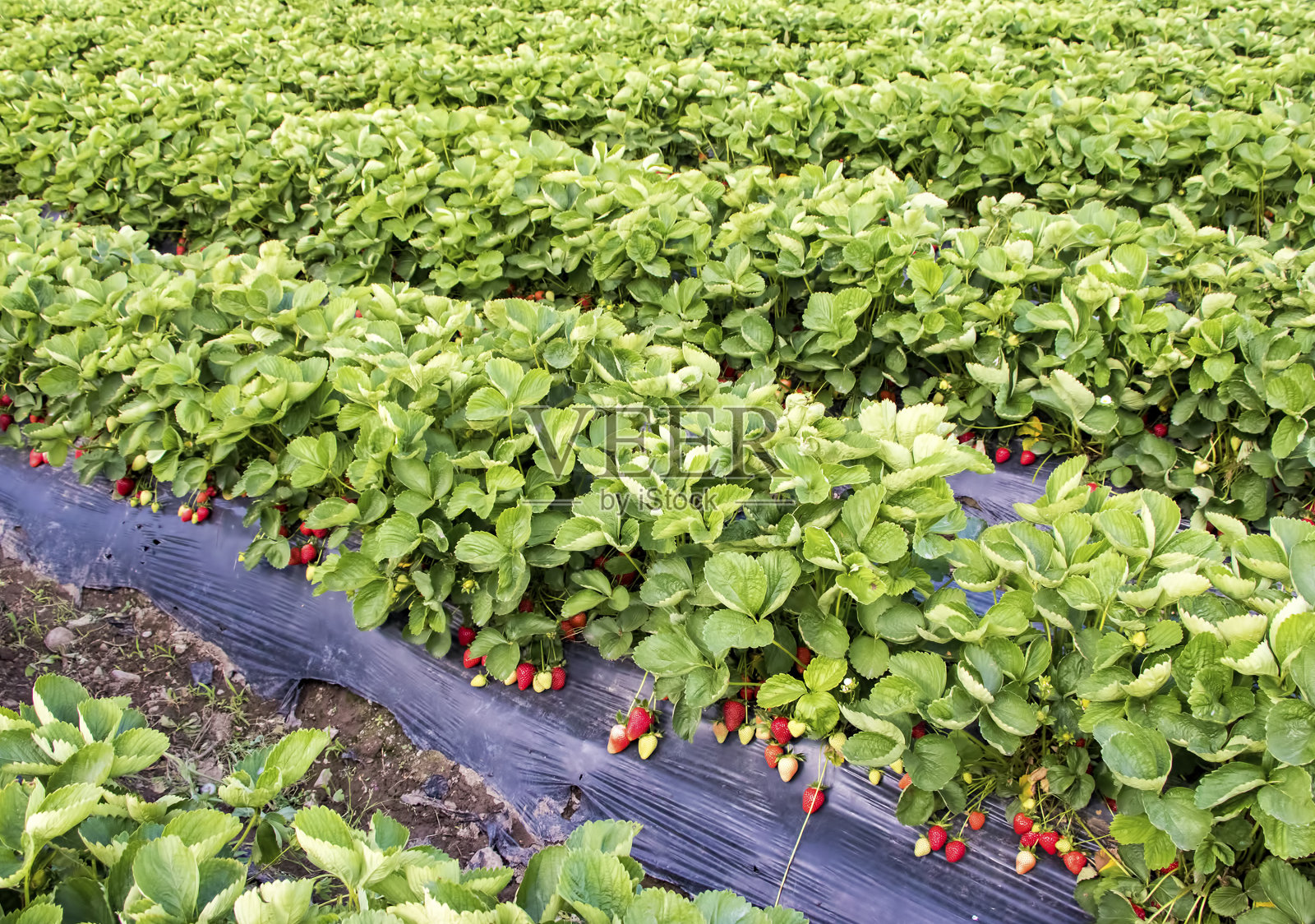 鲜红草莓田温室农业。土耳其/伊兹密尔/阿联酋照片摄影图片