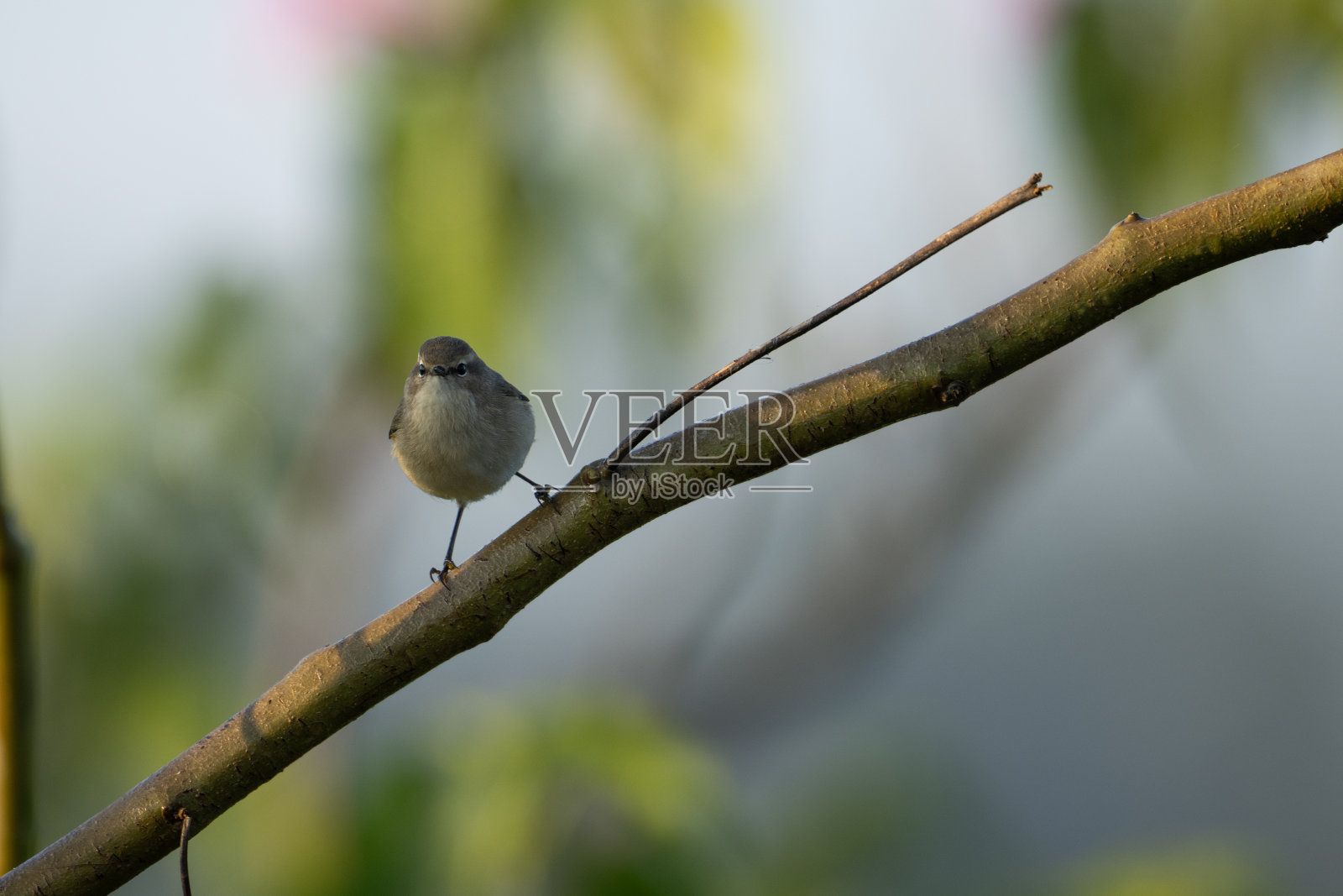 常见的棕柳莺照片摄影图片