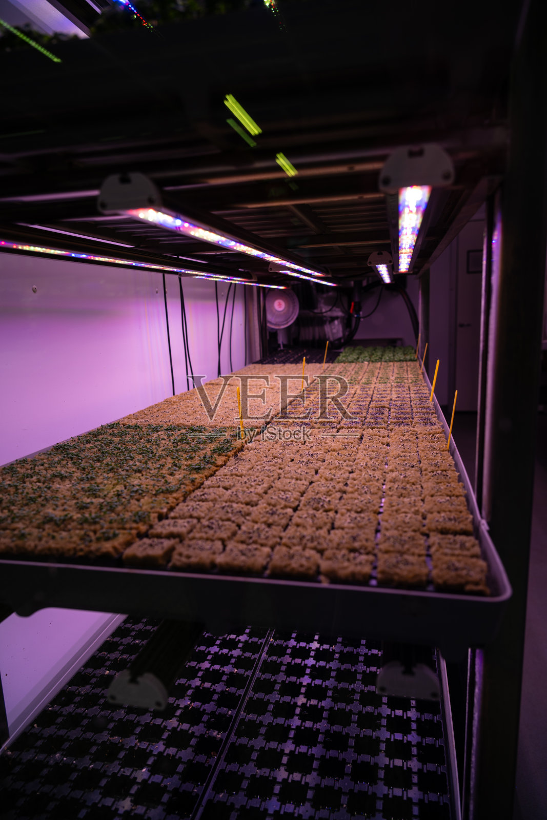 在紫外线下生长的沙拉。照片摄影图片