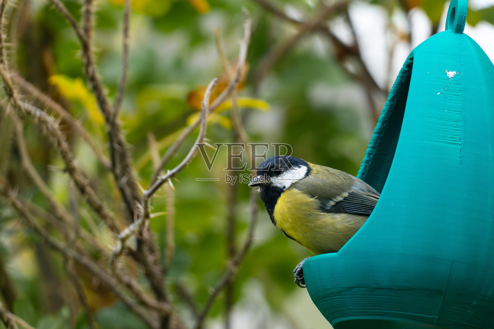 一只大山雀栖息在自制的喂鸟器上照片摄影图片