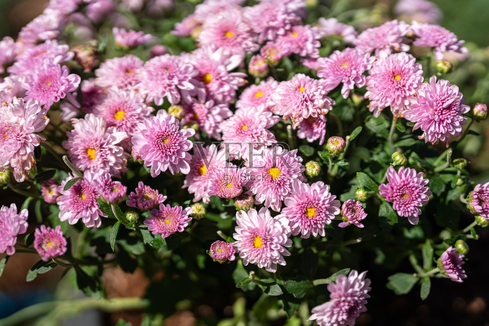 鲜艳的粉色彩色的耐寒菊花。照片摄影图片