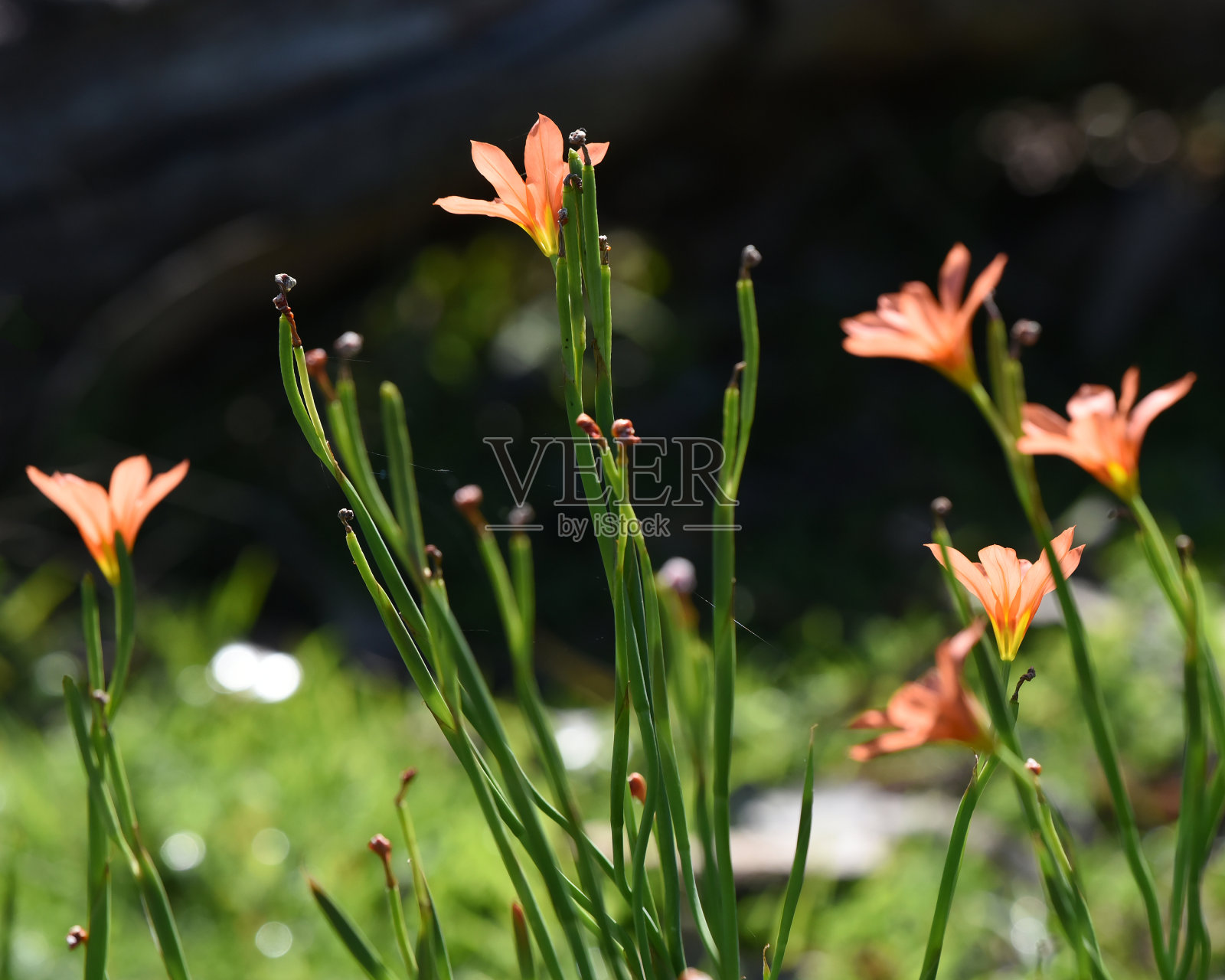 珀斯(西澳)国王公园的桔黄色装饰植物照片摄影图片
