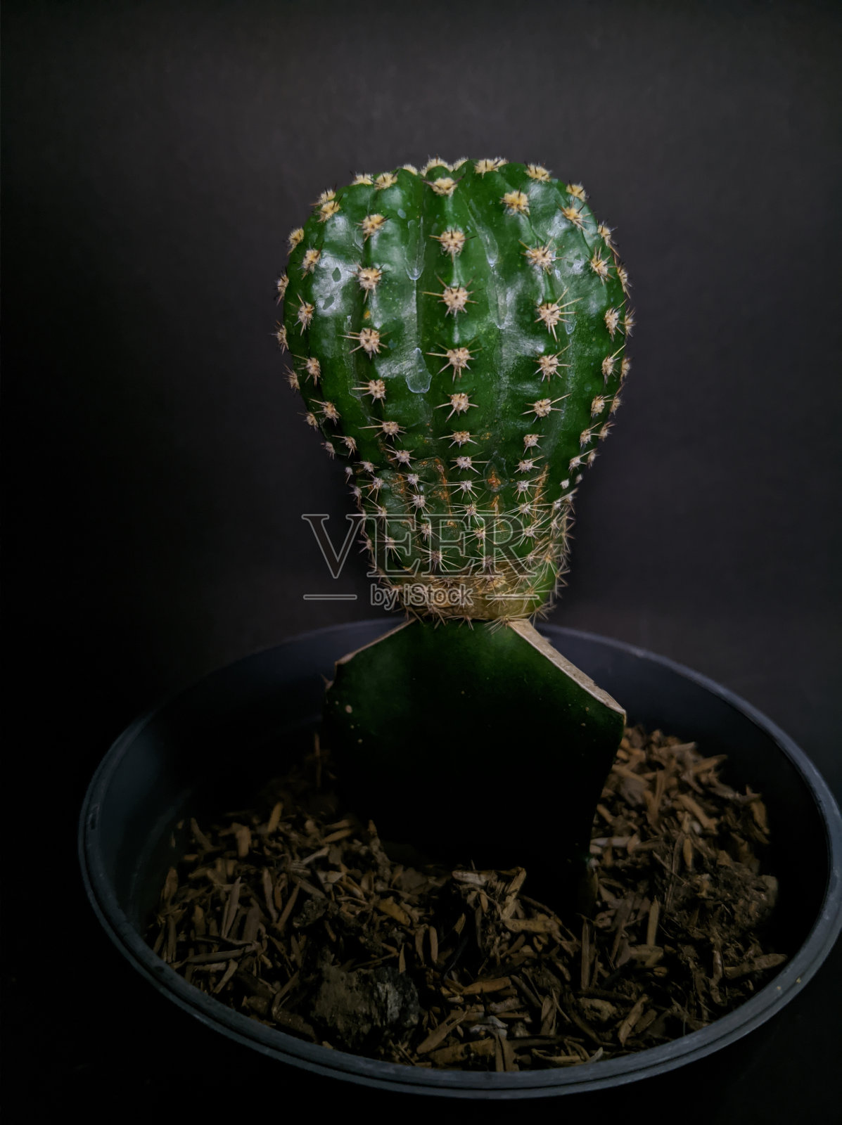 迷你沙漠守护者:迷你仙人掌绿洲照片摄影图片