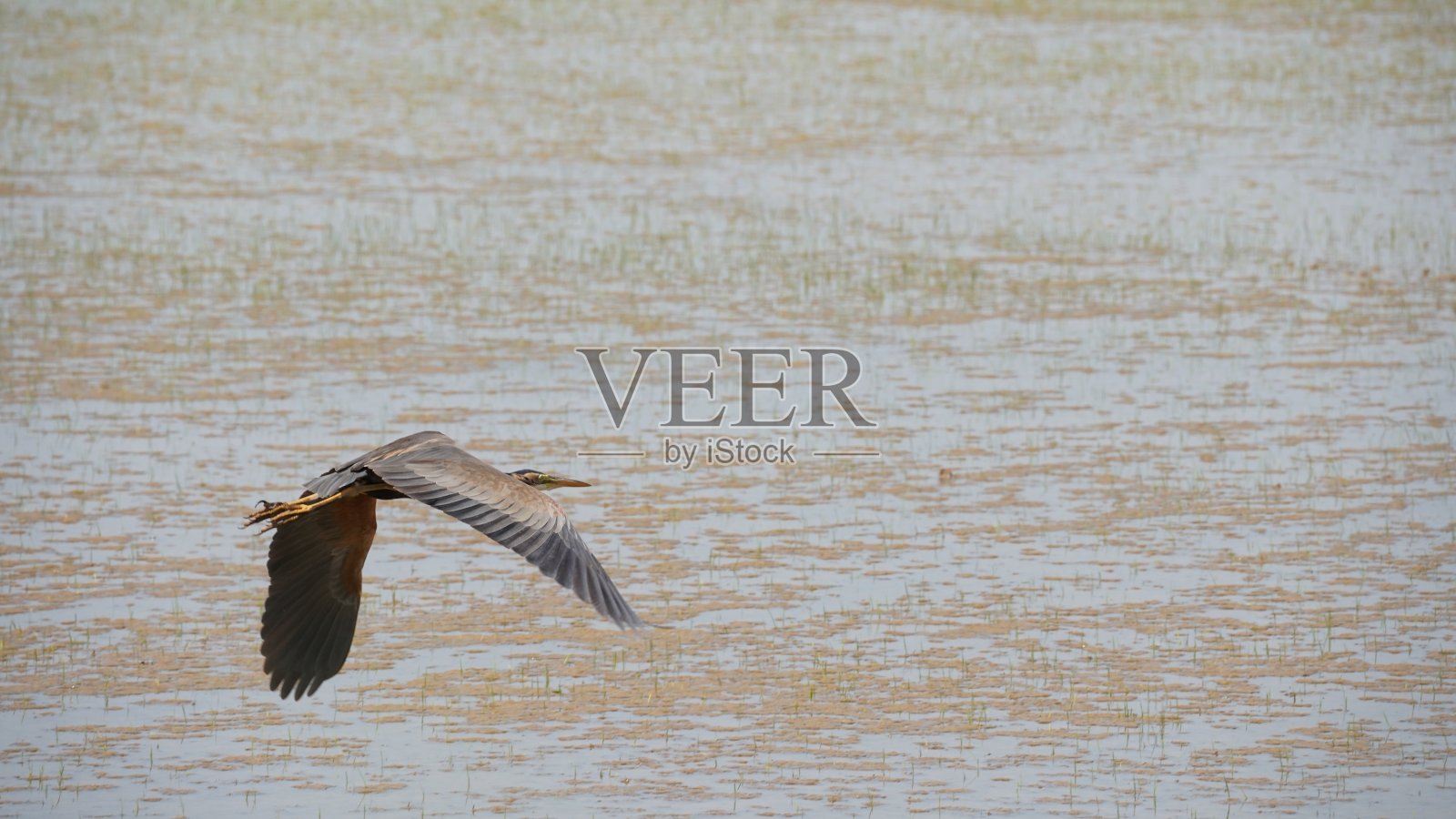 飞行中的紫鹭(Ardea purpurea)照片摄影图片