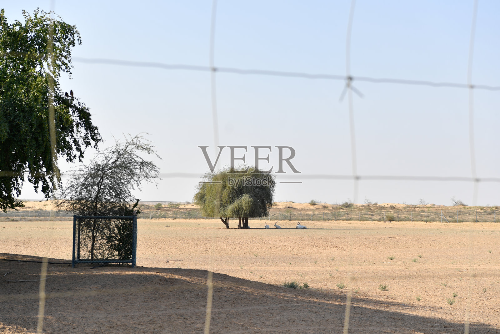 沙迦沙漠野生动物园照片摄影图片