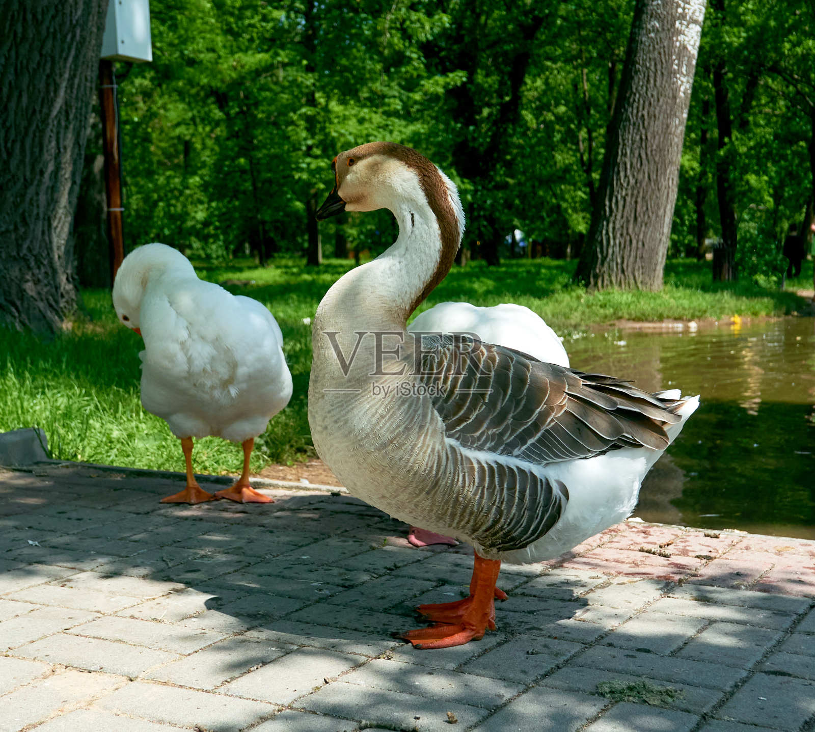 鹅在湖边吃草照片摄影图片
