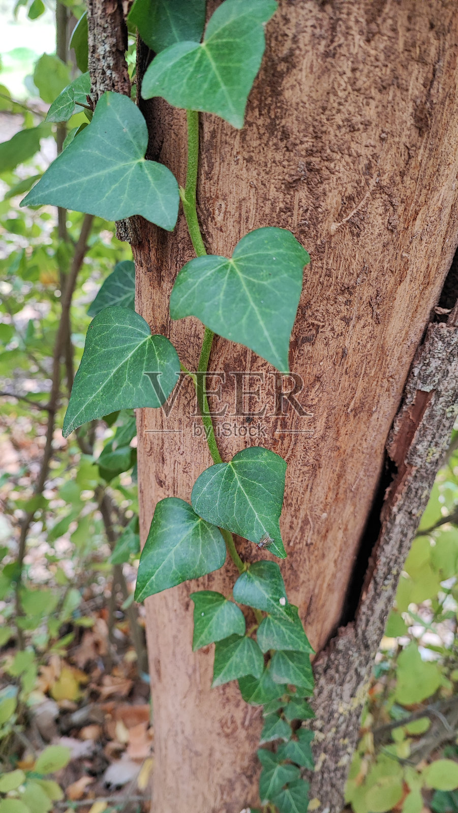 艾薇照片摄影图片