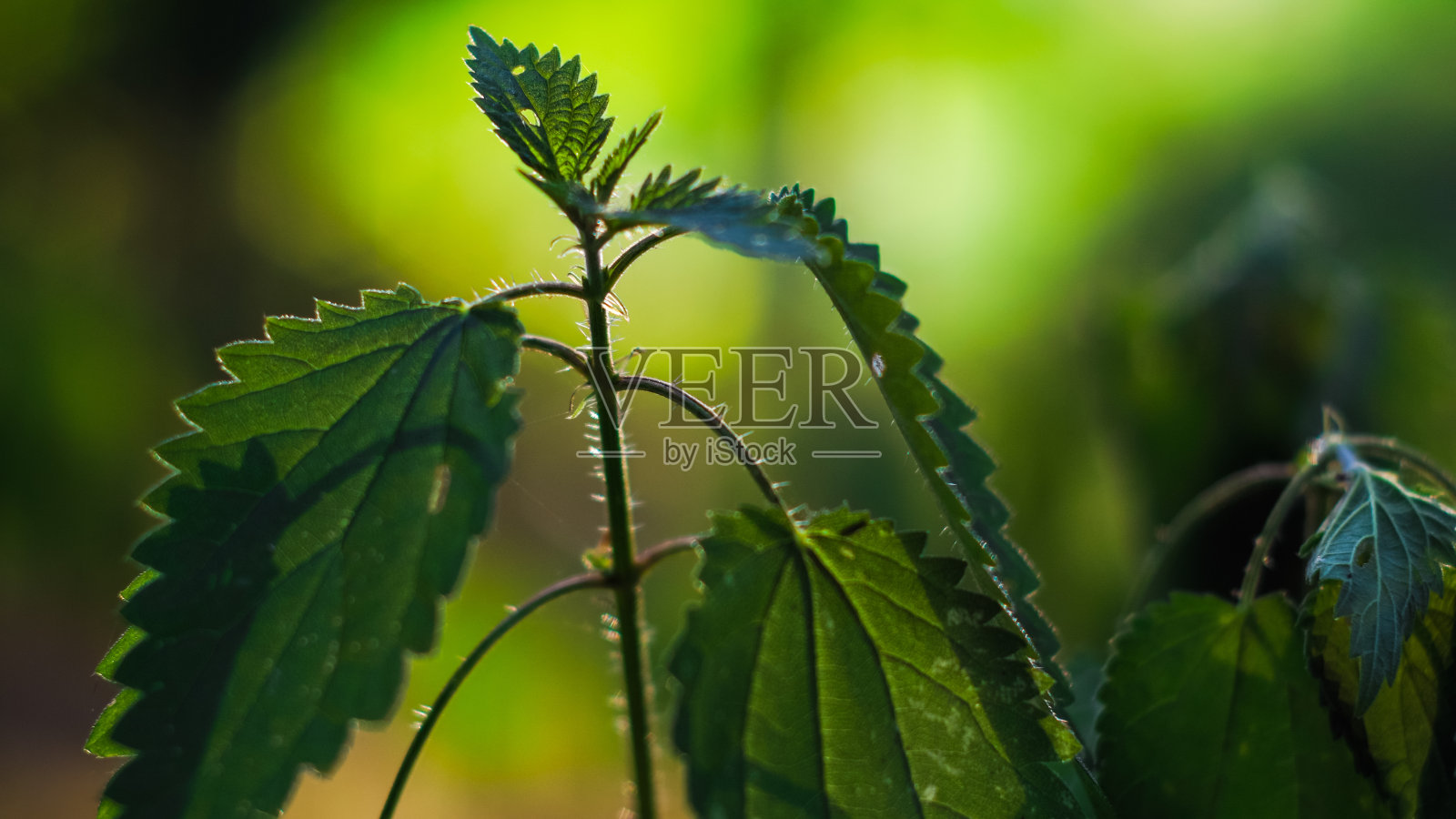各种绿色植物的特写照片摄影图片