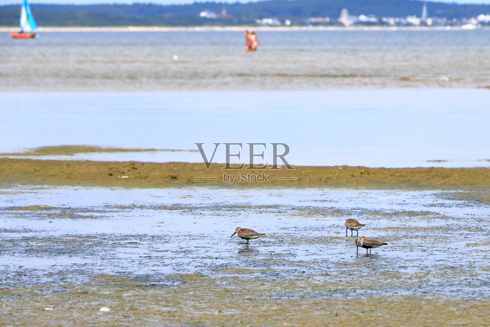 在波兰波罗的海的一片湿地上，加利纳戈，普通鹬，贝卡辛照片摄影图片