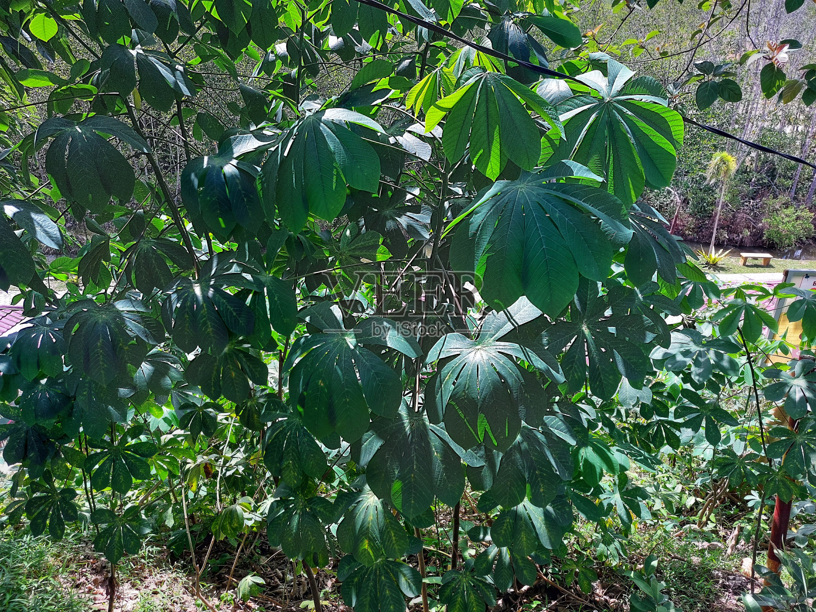 木薯叶照片摄影图片