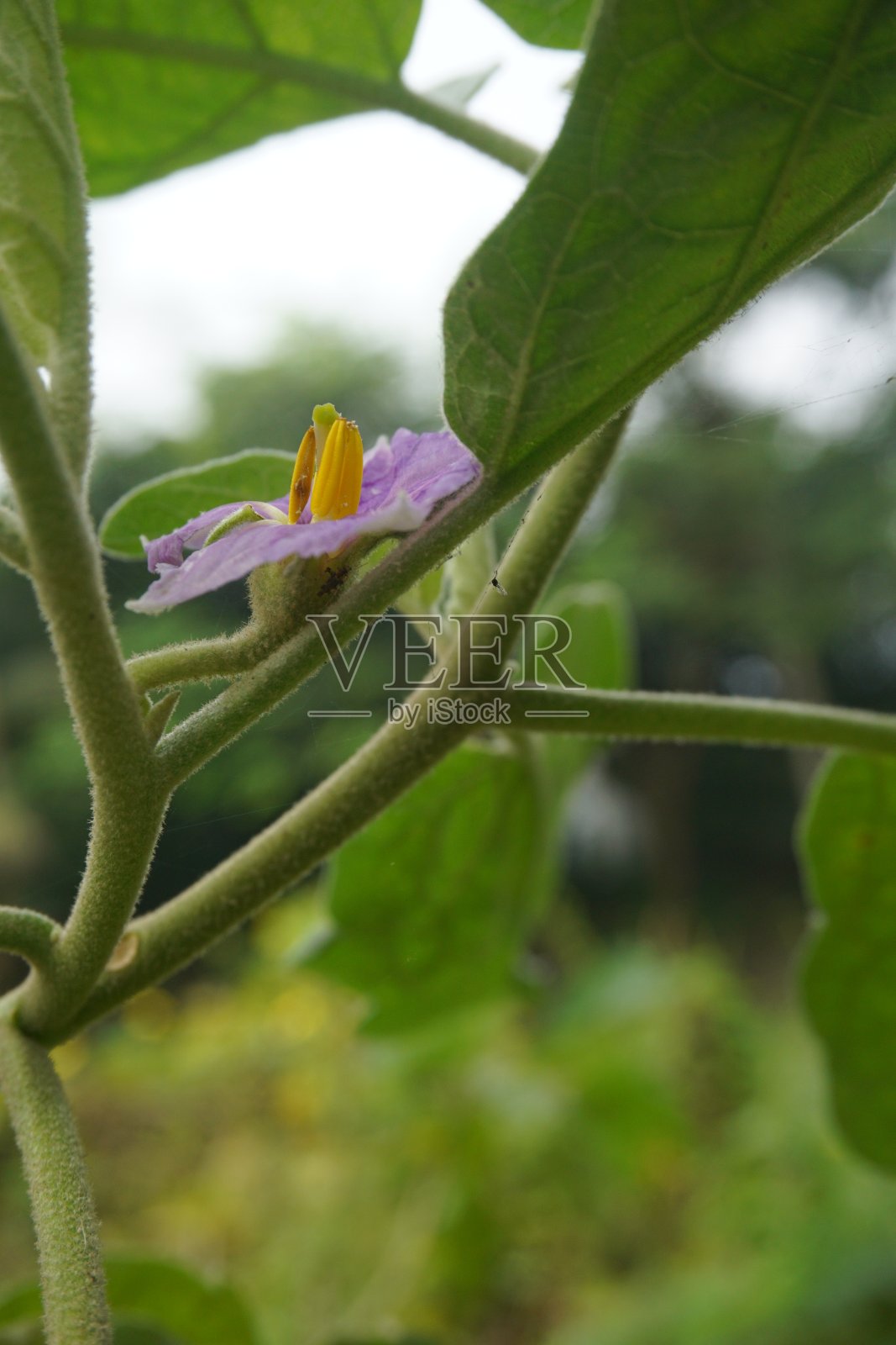紫色的花照片摄影图片