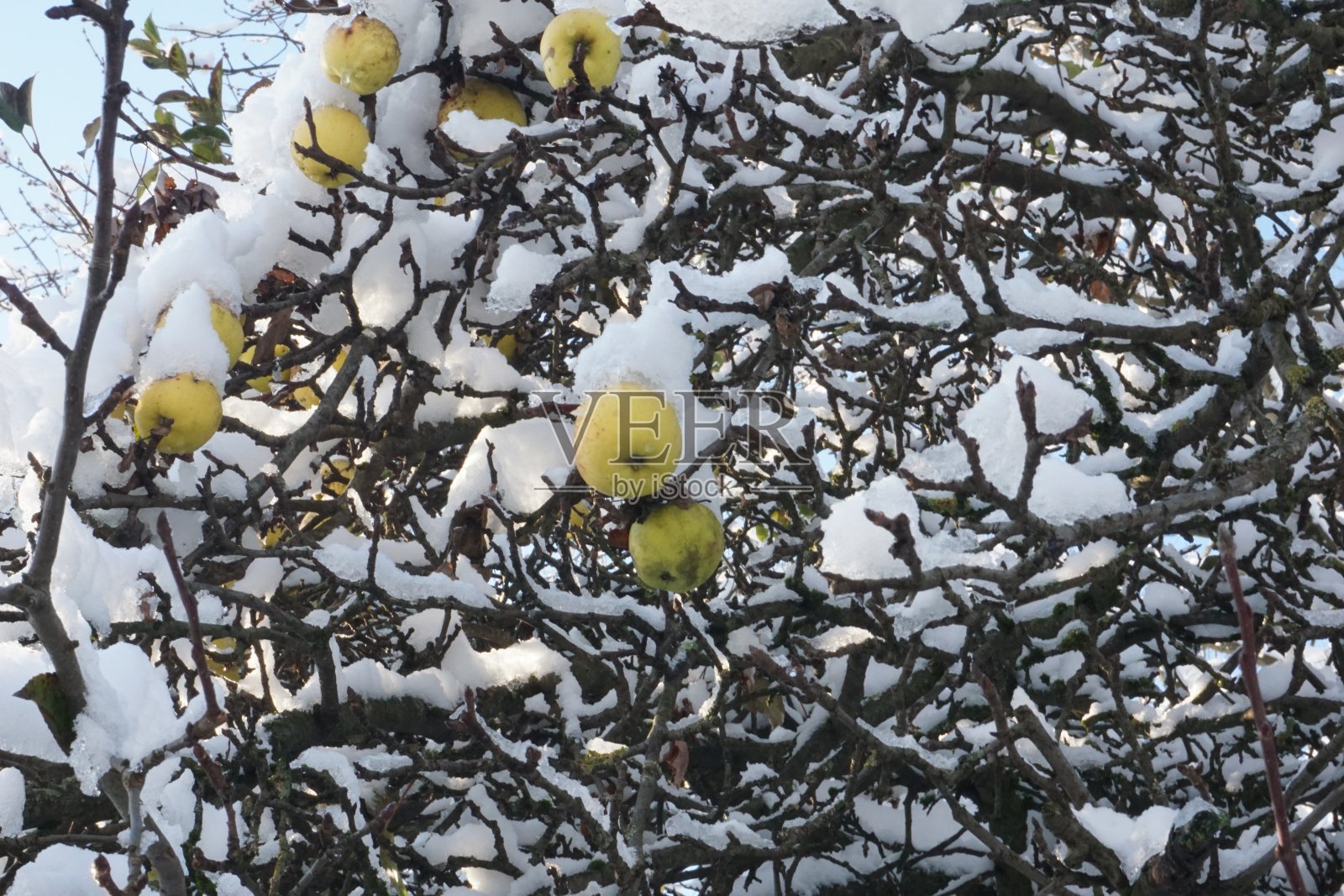 雪下的大自然。巴伐利亚的冬天。美妙的德国冬天。照片摄影图片