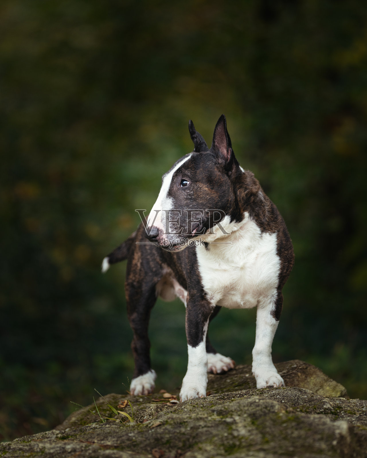 迷你牛头梗在岩石上摆姿势拍照照片摄影图片