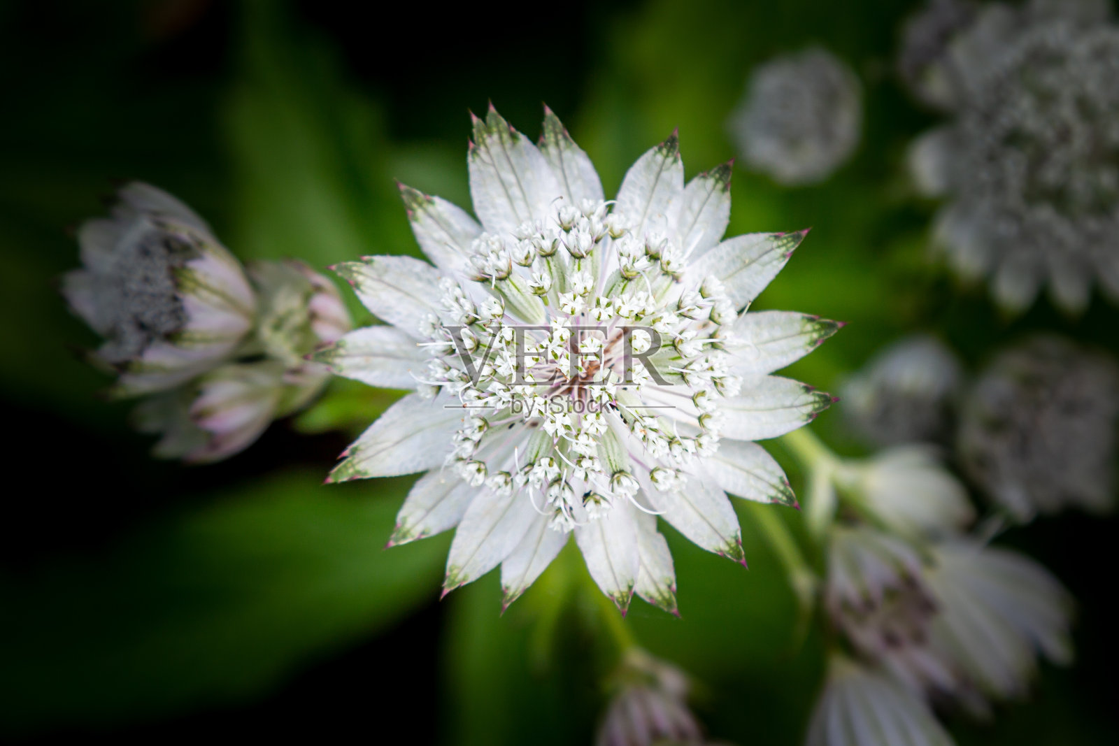 俯视着一朵美丽的阿斯特兰花，景深很浅照片摄影图片