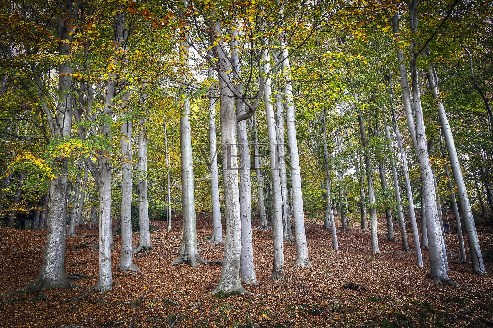 BURCINA公园照片摄影图片