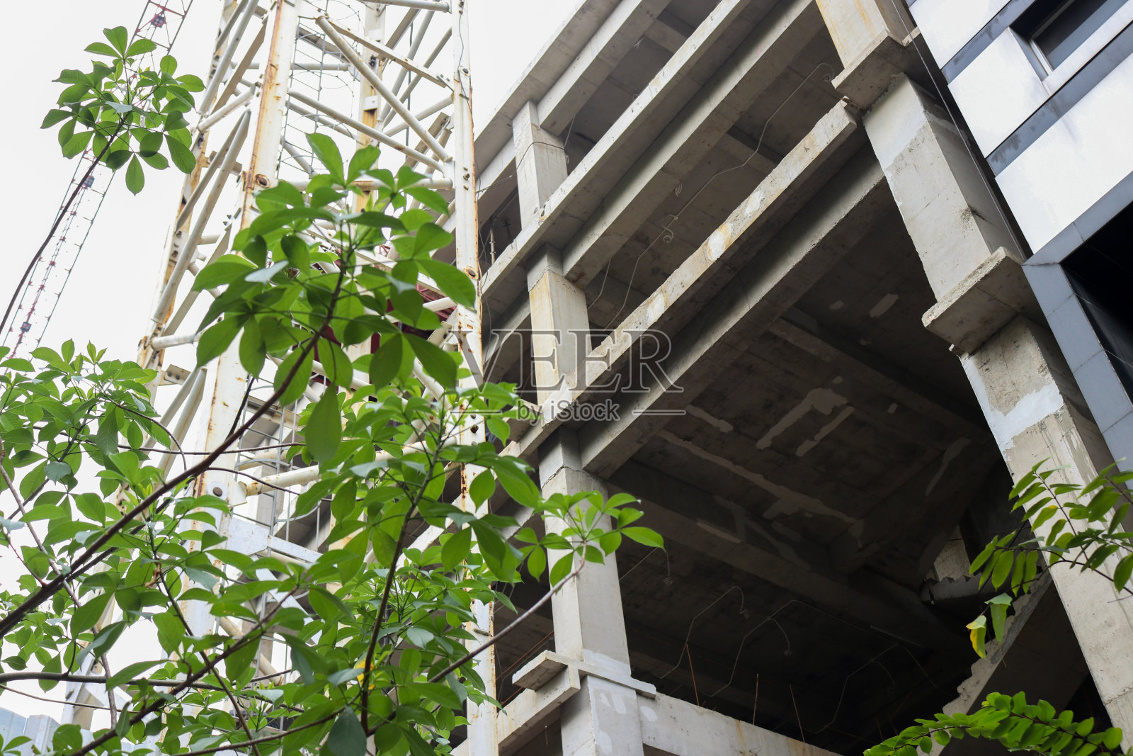 图为一座尚未完工的建筑，里面长满了树、草和其他植物照片摄影图片