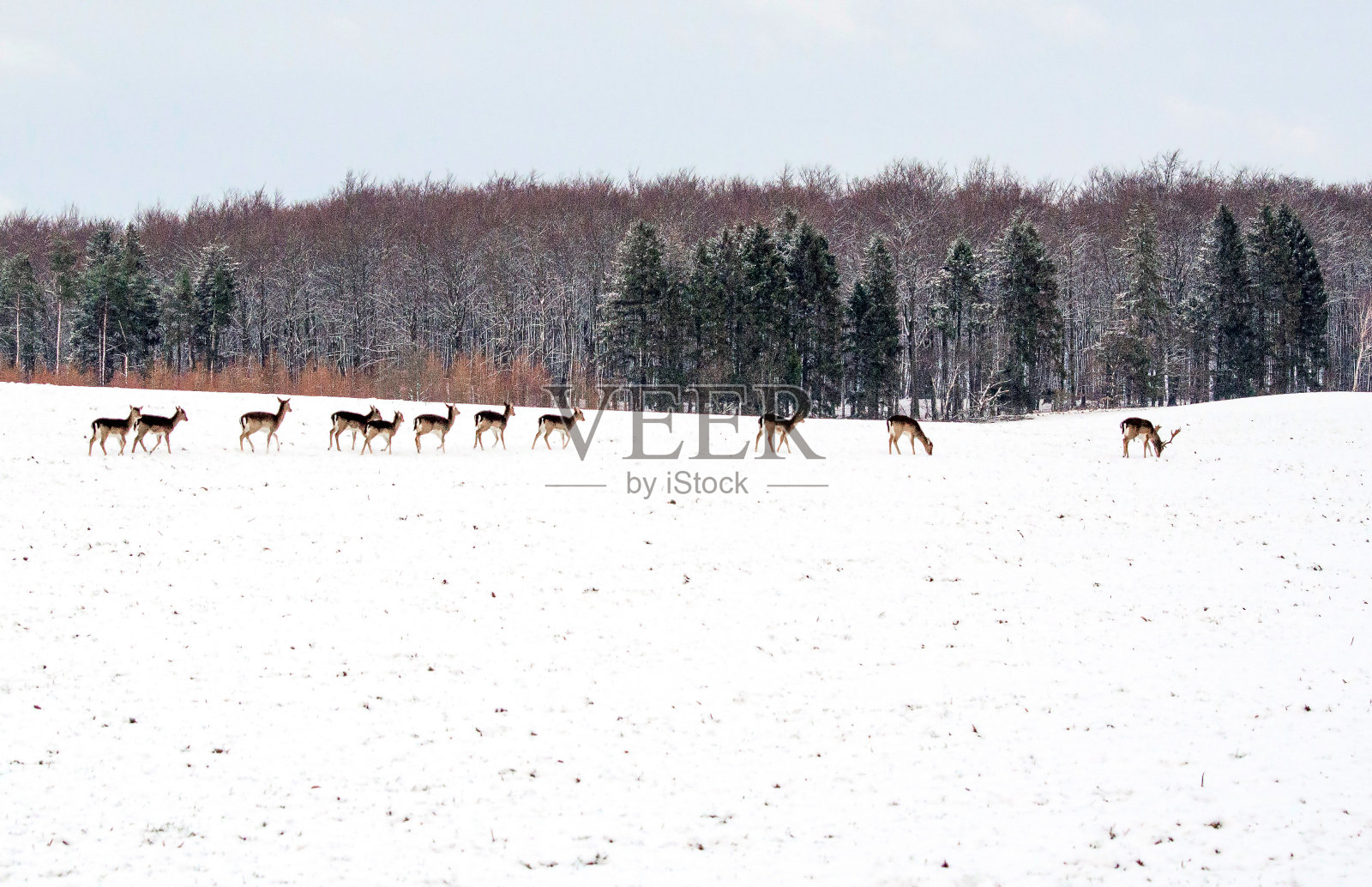 野生动物，自然，瑞典2023 -第1部分照片摄影图片