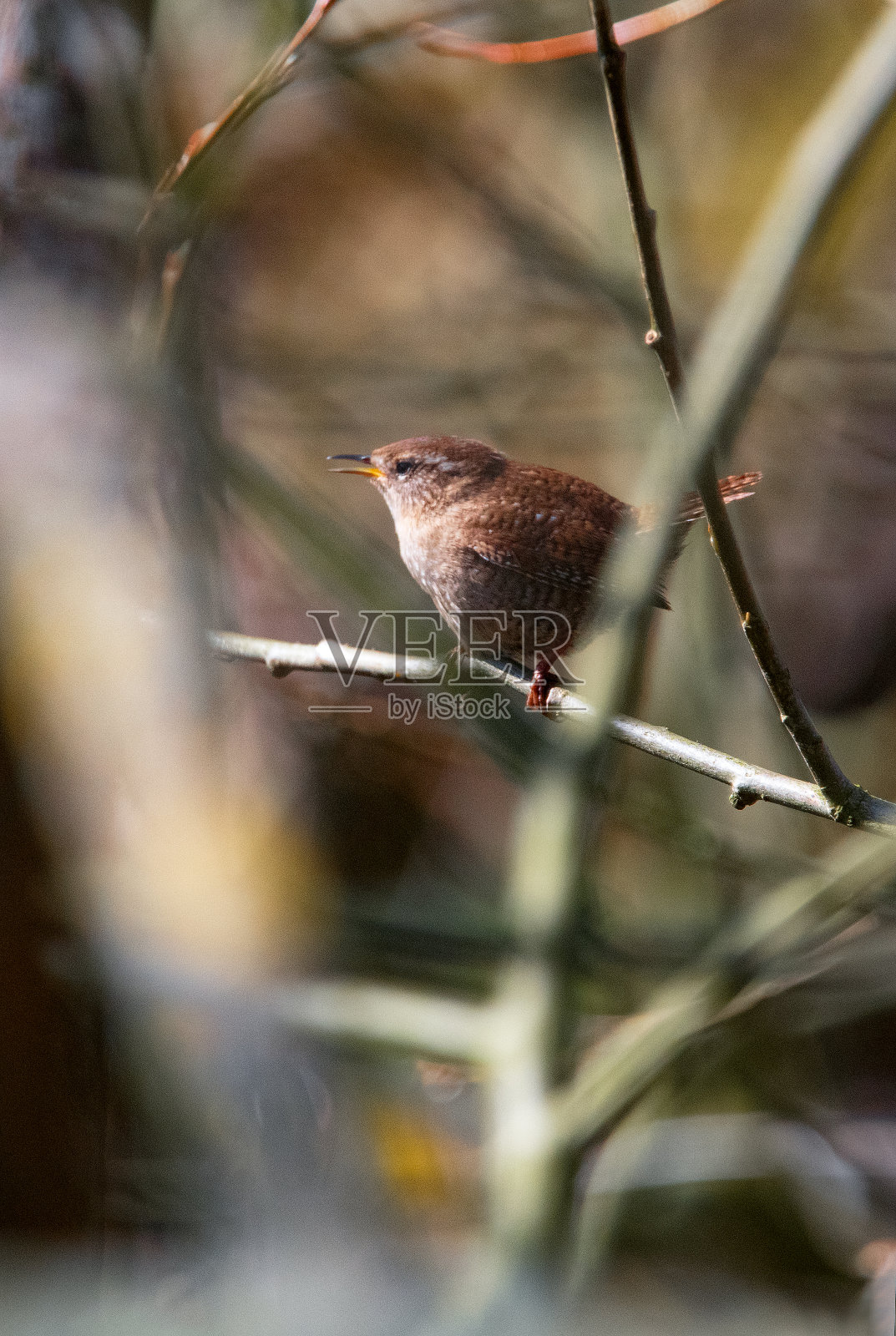 野生动物，自然，瑞典2023 -第1部分照片摄影图片