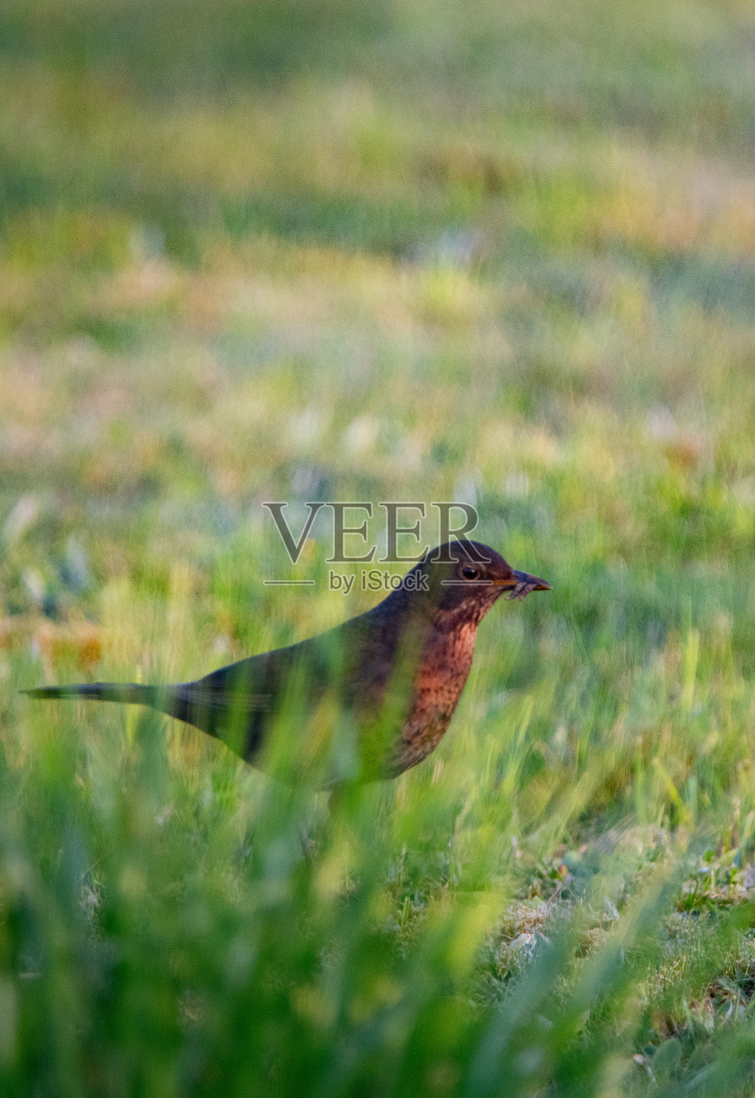 野生动物，自然，瑞典2023 -第1部分照片摄影图片