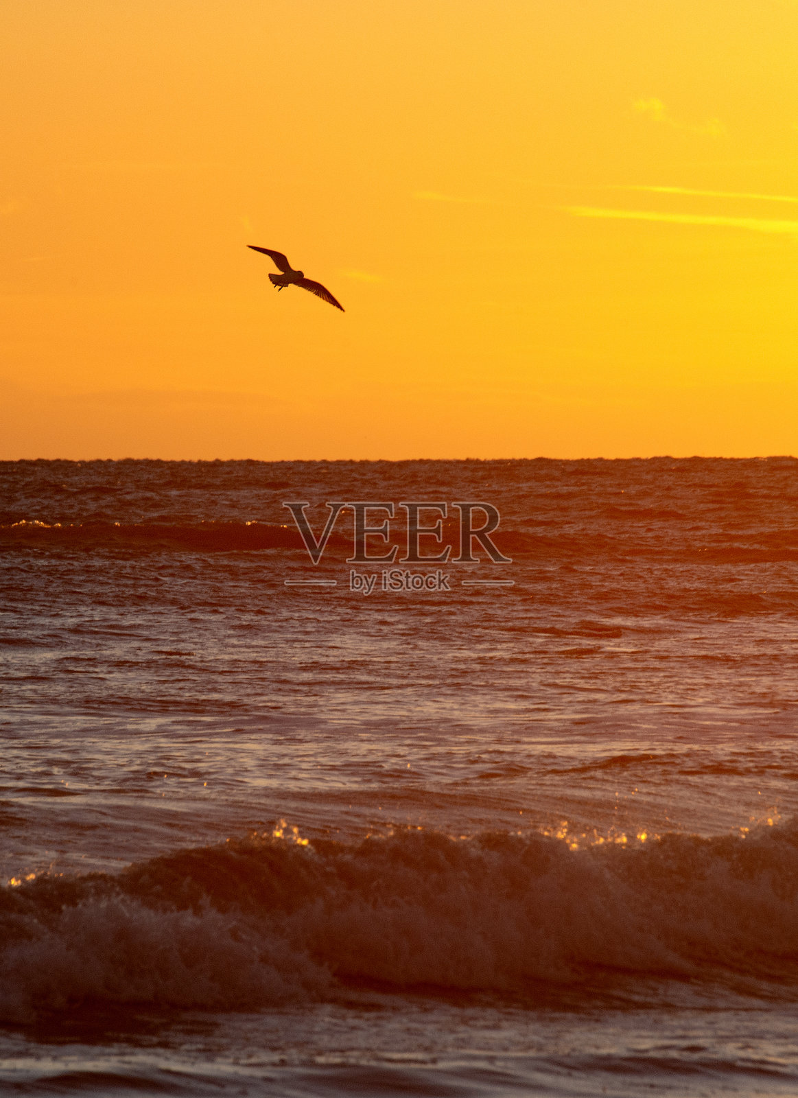 野生动物，自然，瑞典2023 -第2部分照片摄影图片