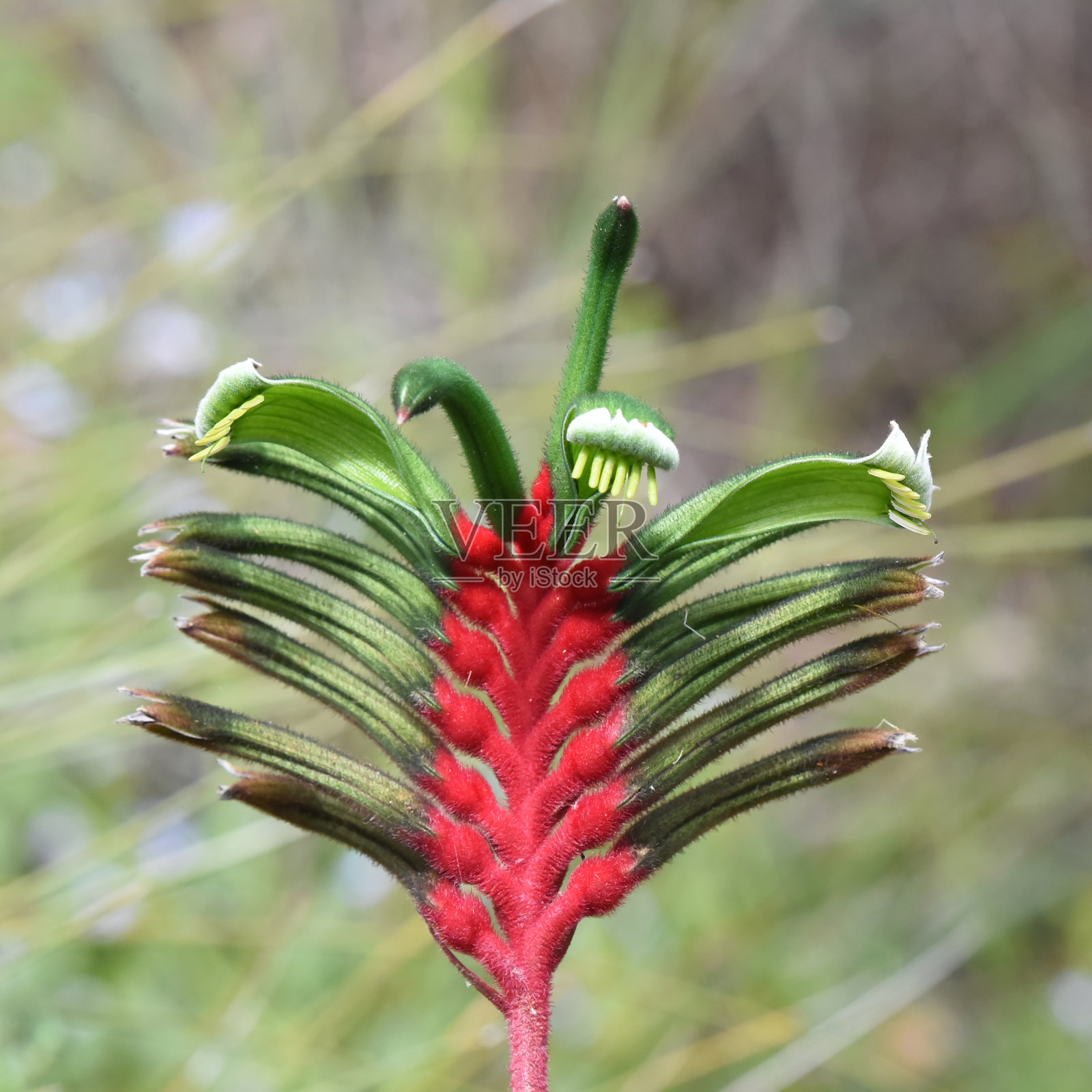 Anigozanthos manglesii，俗称红绿袋鼠爪;这也是西澳大利亚州引人注目的花卉标志照片摄影图片