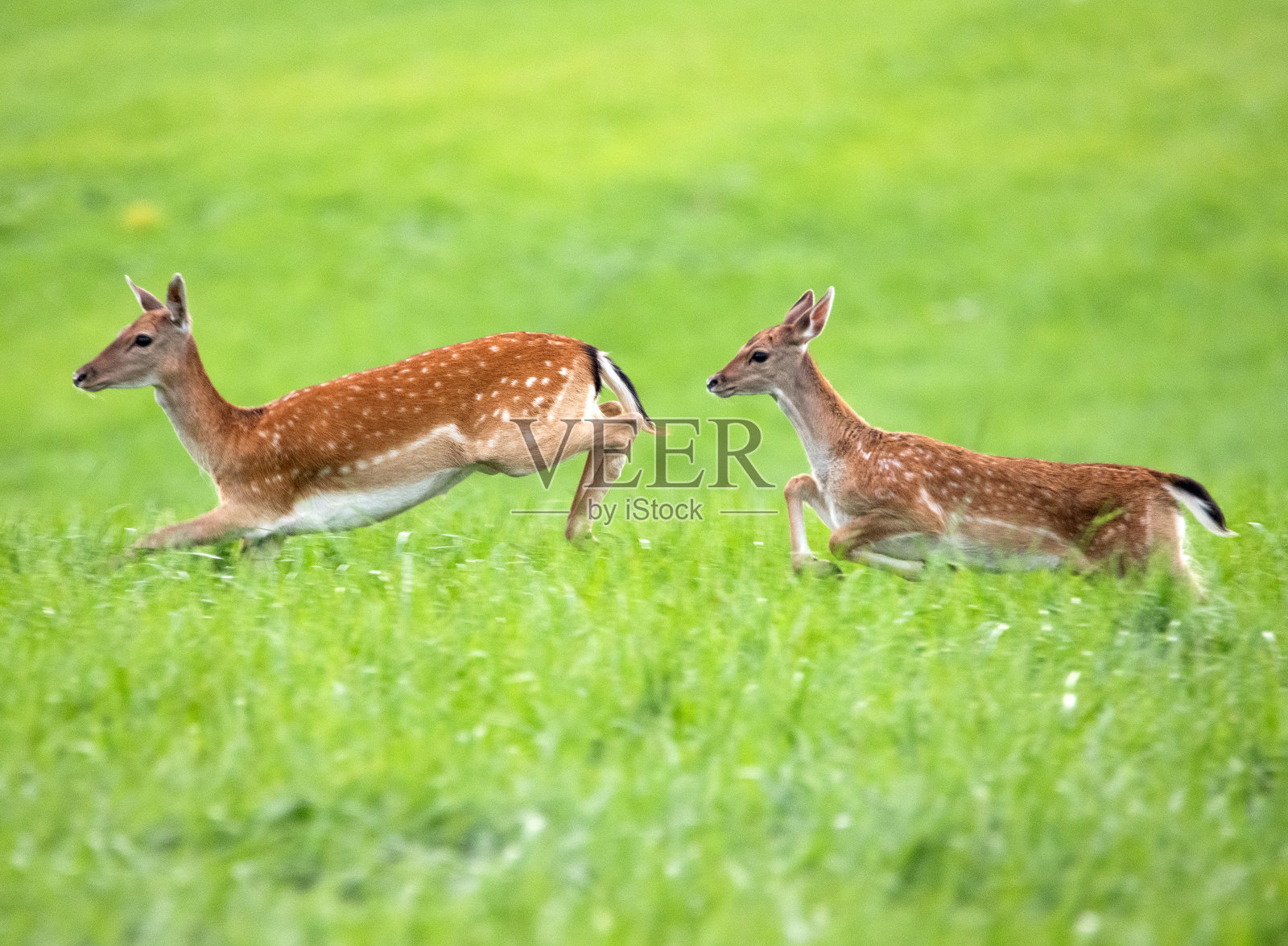 野生动物，自然，瑞典2023 -第2部分照片摄影图片