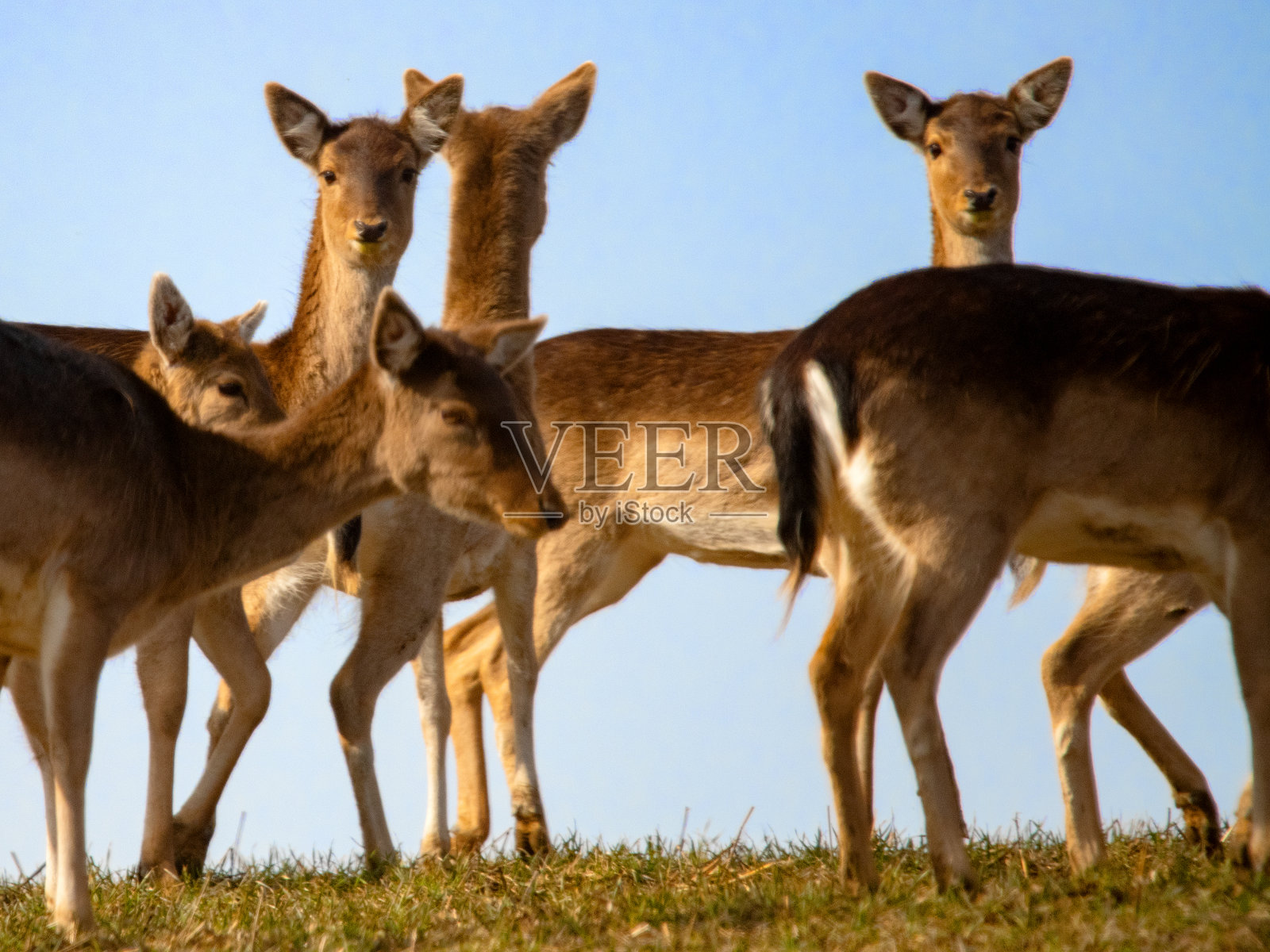 野生动物，自然，瑞典2023 -第2部分照片摄影图片