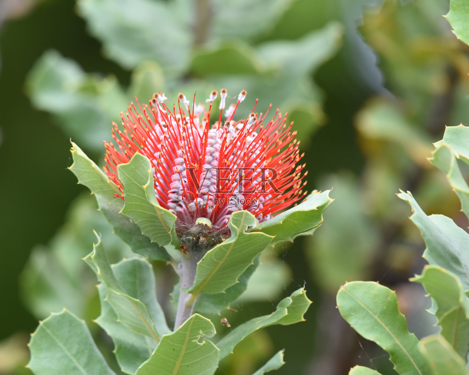 鸢尾花，俗称猩红鸢尾花照片摄影图片