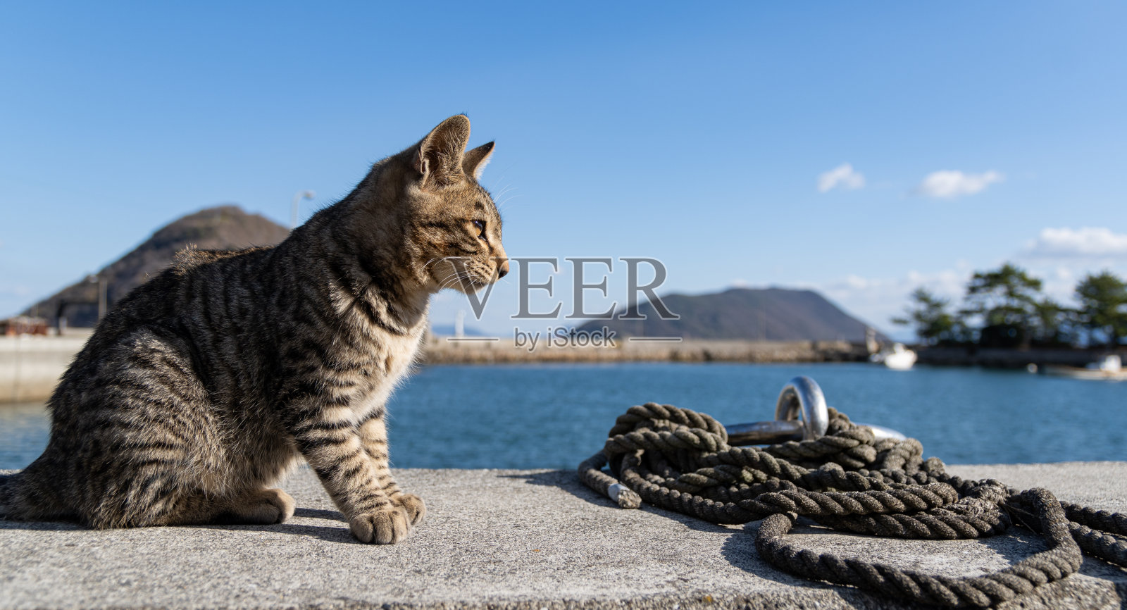 猫坐在堤岸上照片摄影图片