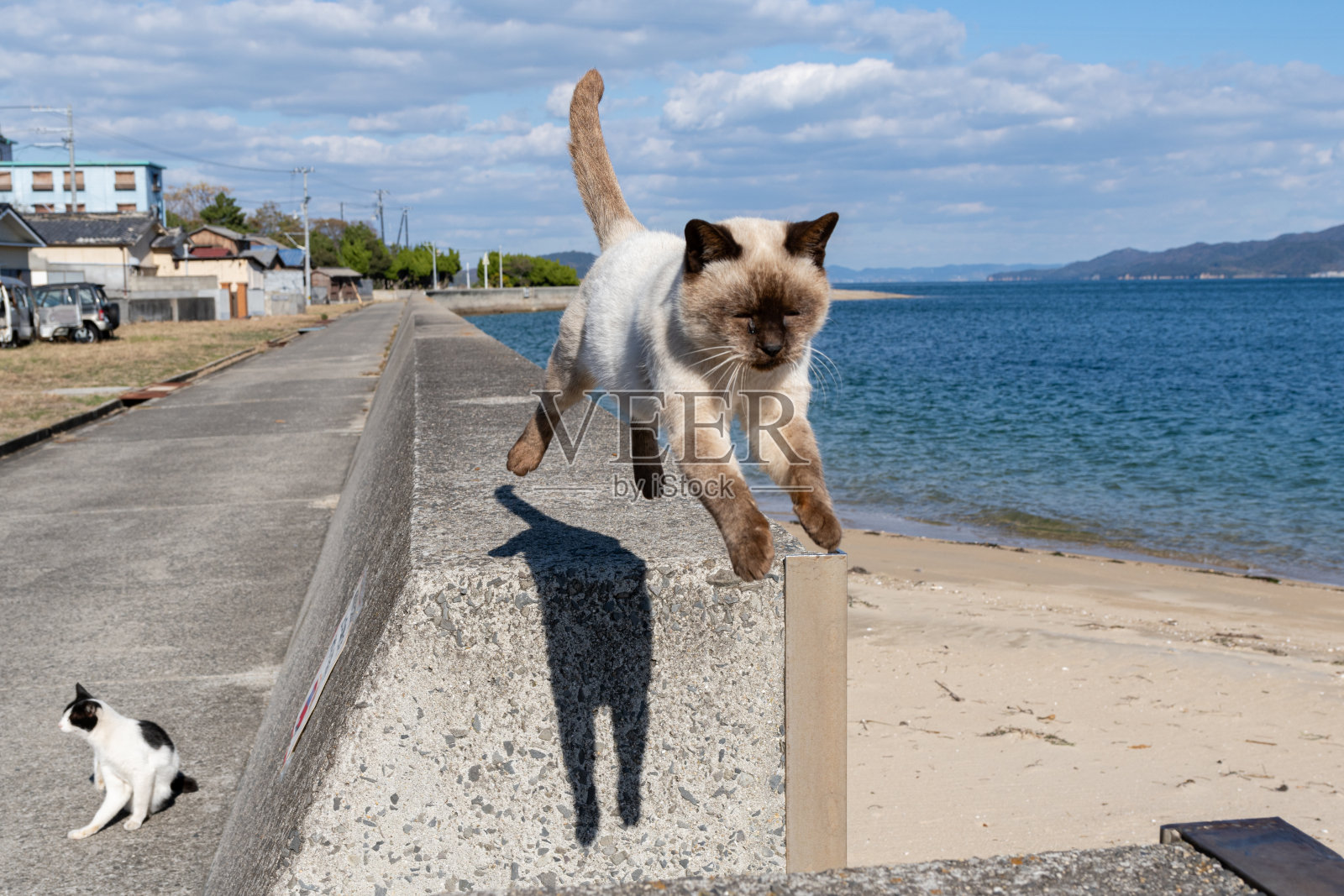 猫跳照片摄影图片