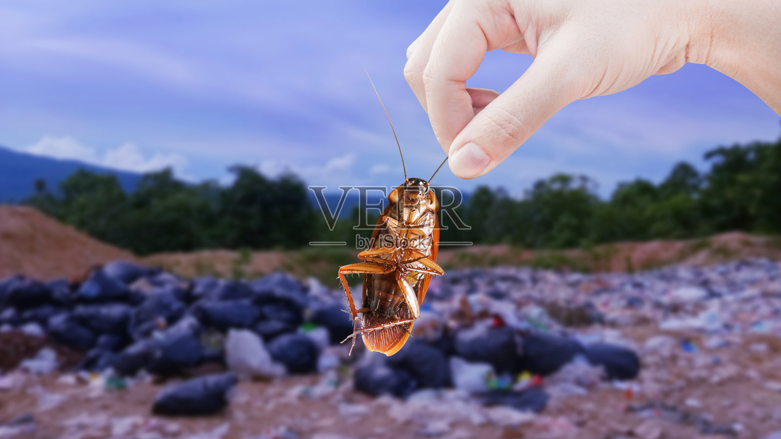 在大垃圾堆的背景上手捧蟑螂，消灭垃圾桶里的蟑螂，蟑螂是疾病的携带者。照片摄影图片