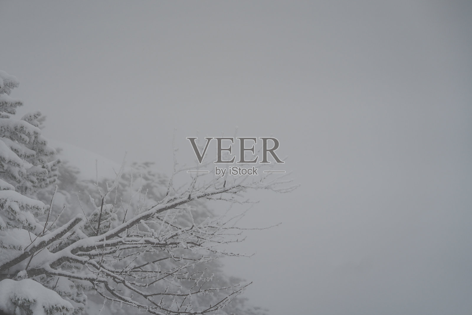 雪山和树照片摄影图片