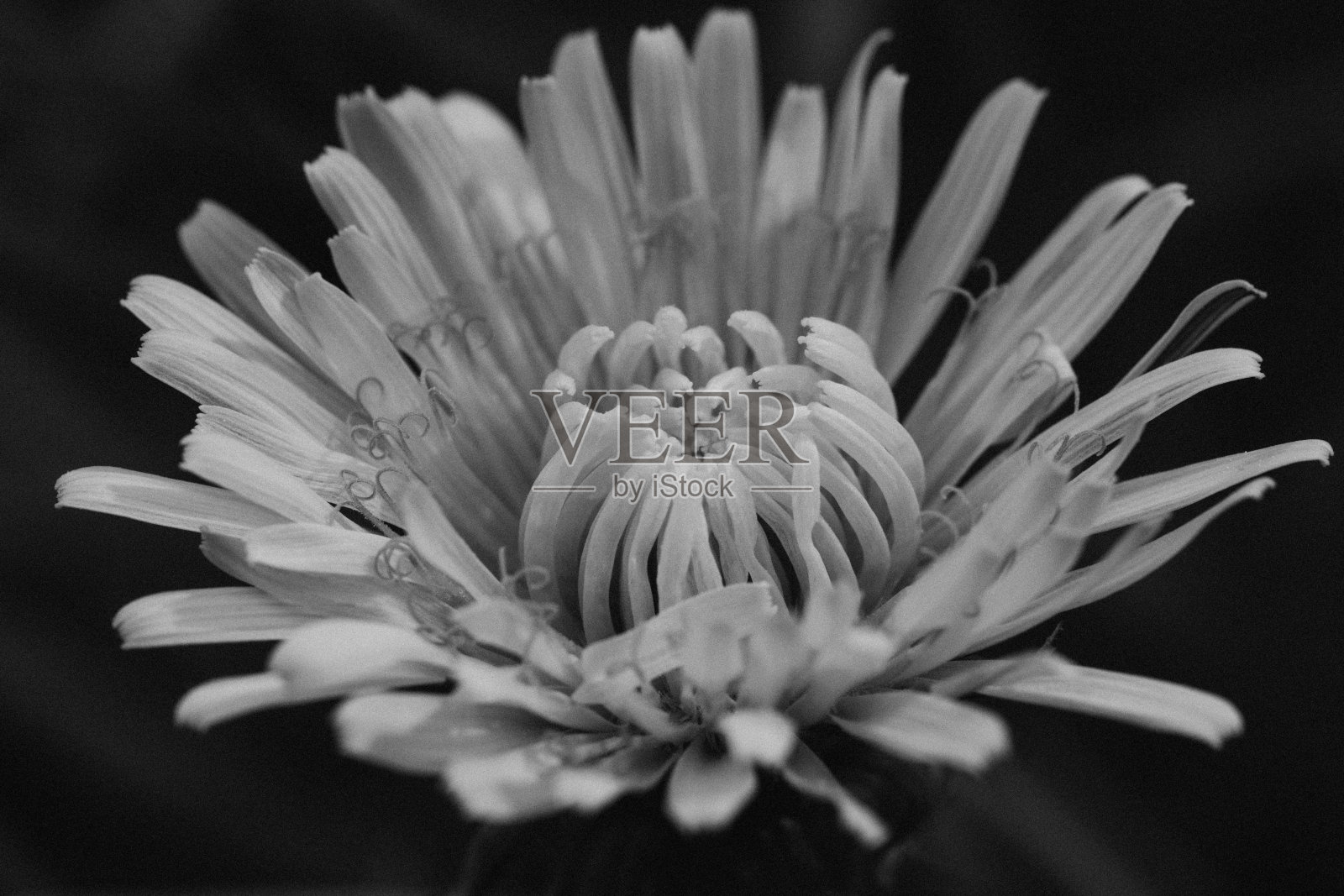 一个美丽的盛开的蒲公英的极端特写。黑白电影照片摄影图片