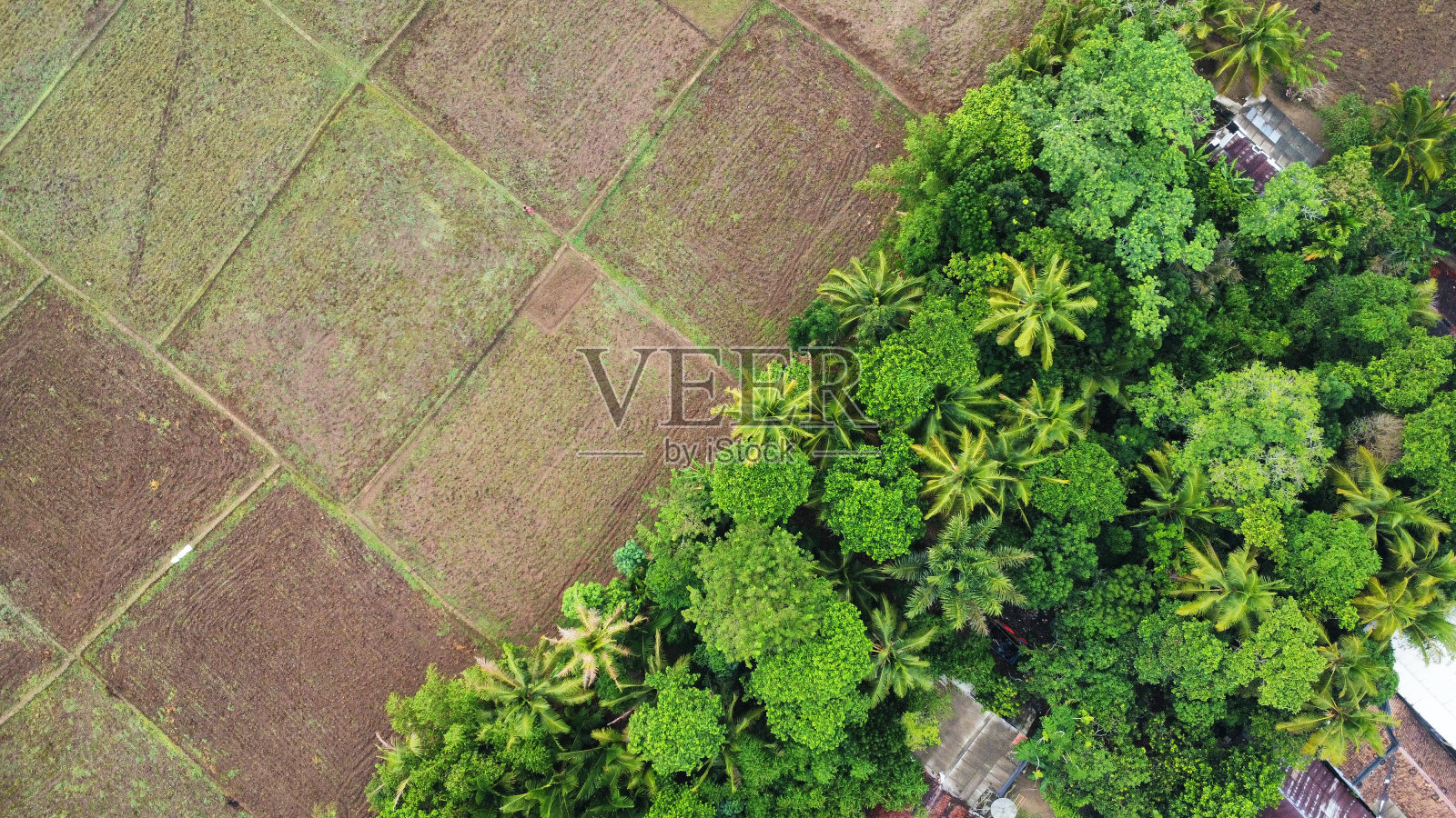 稻田和森林的边界照片摄影图片