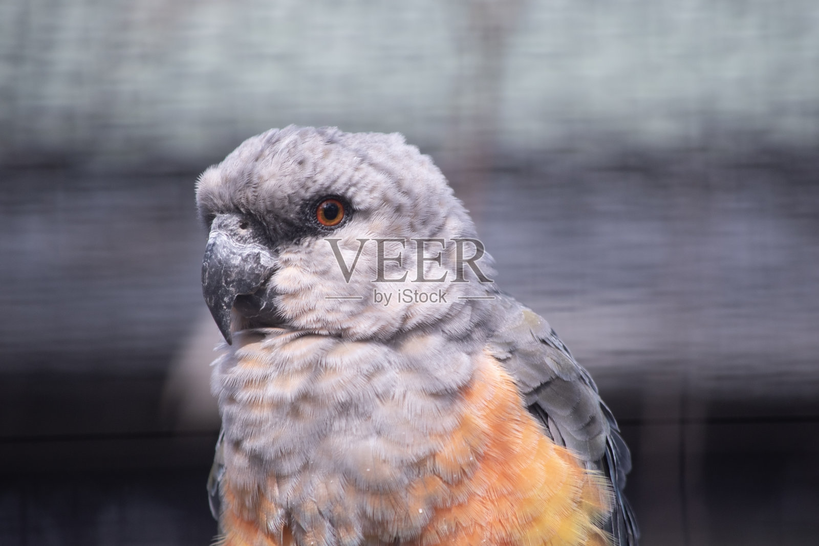 这是一只非洲圆腹鹦鹉的特写照片摄影图片