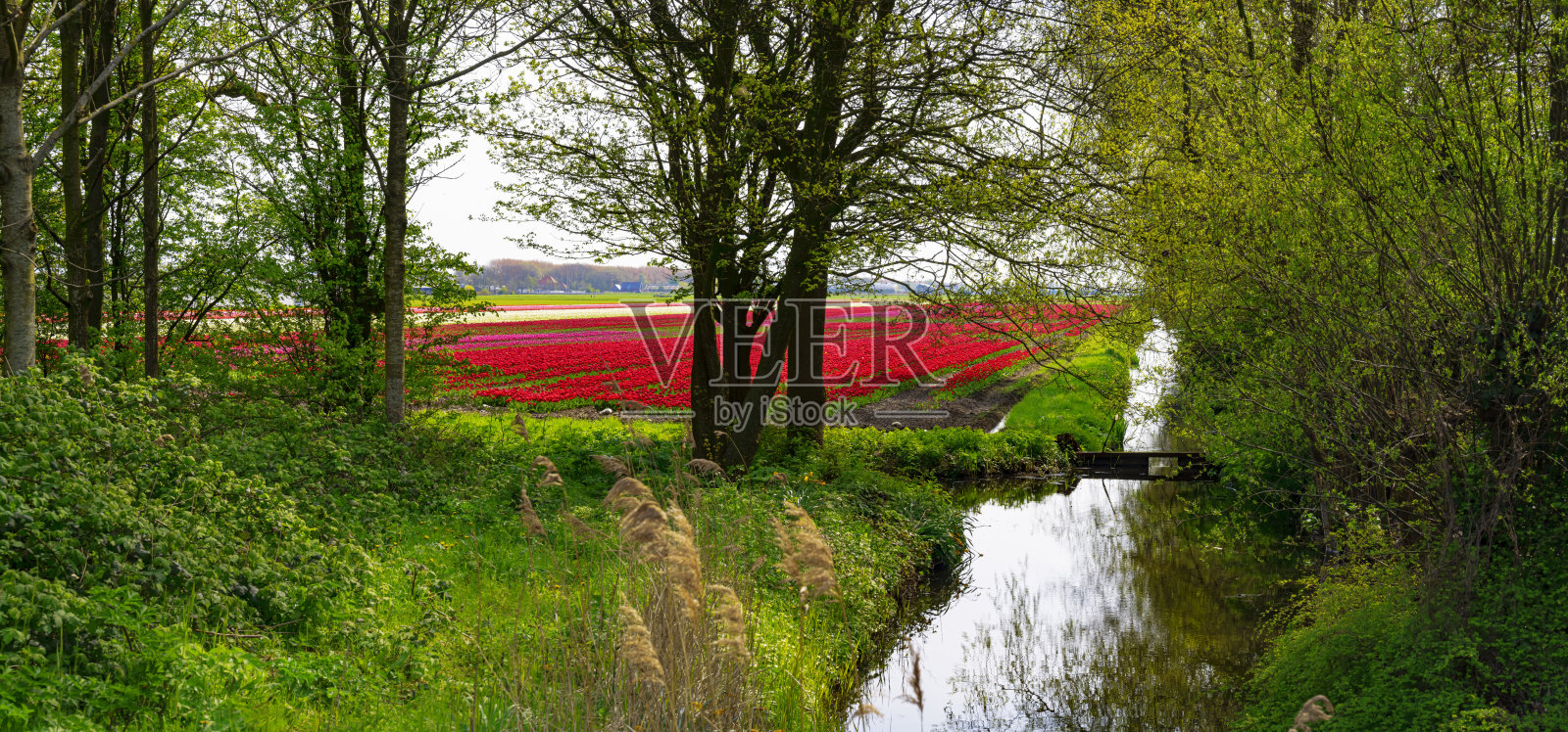 荷兰的郁金香照片摄影图片