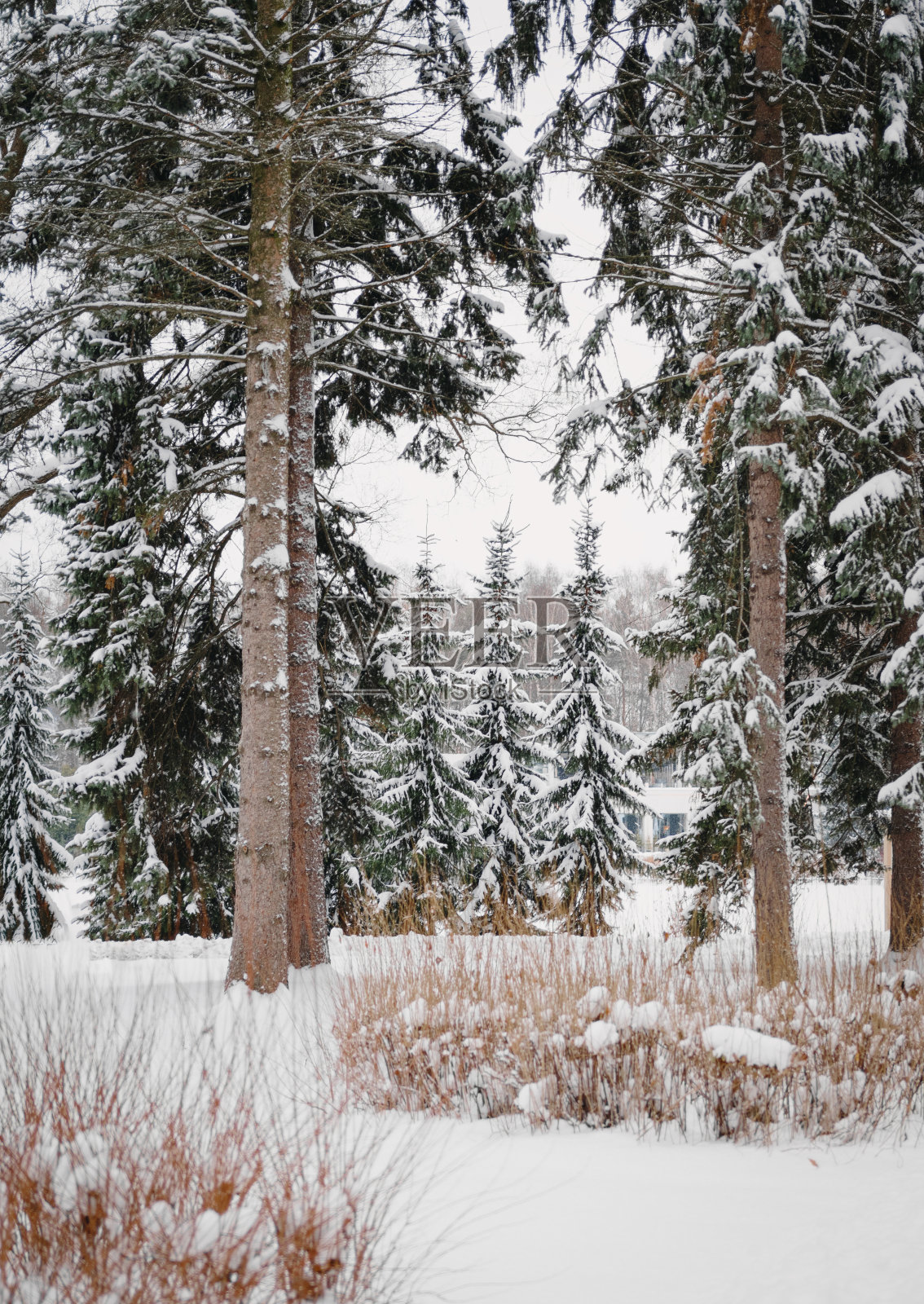 圣彼得堡的冬季公园照片摄影图片