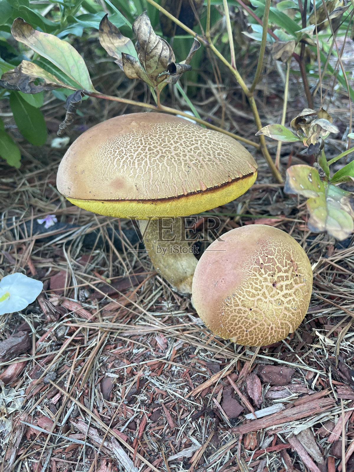 蘑菇、草、手、玫瑰、花、黄色芙蓉花照片摄影图片