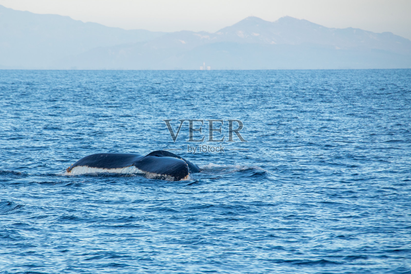 座头鲸在太平洋文图拉加州海岸附近的故事。照片摄影图片