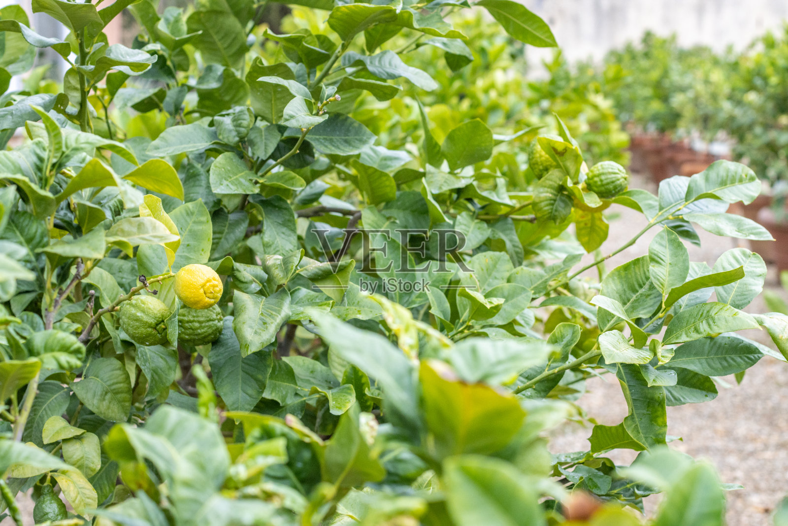 意大利托斯卡纳佛罗伦萨的柑橘植物照片摄影图片