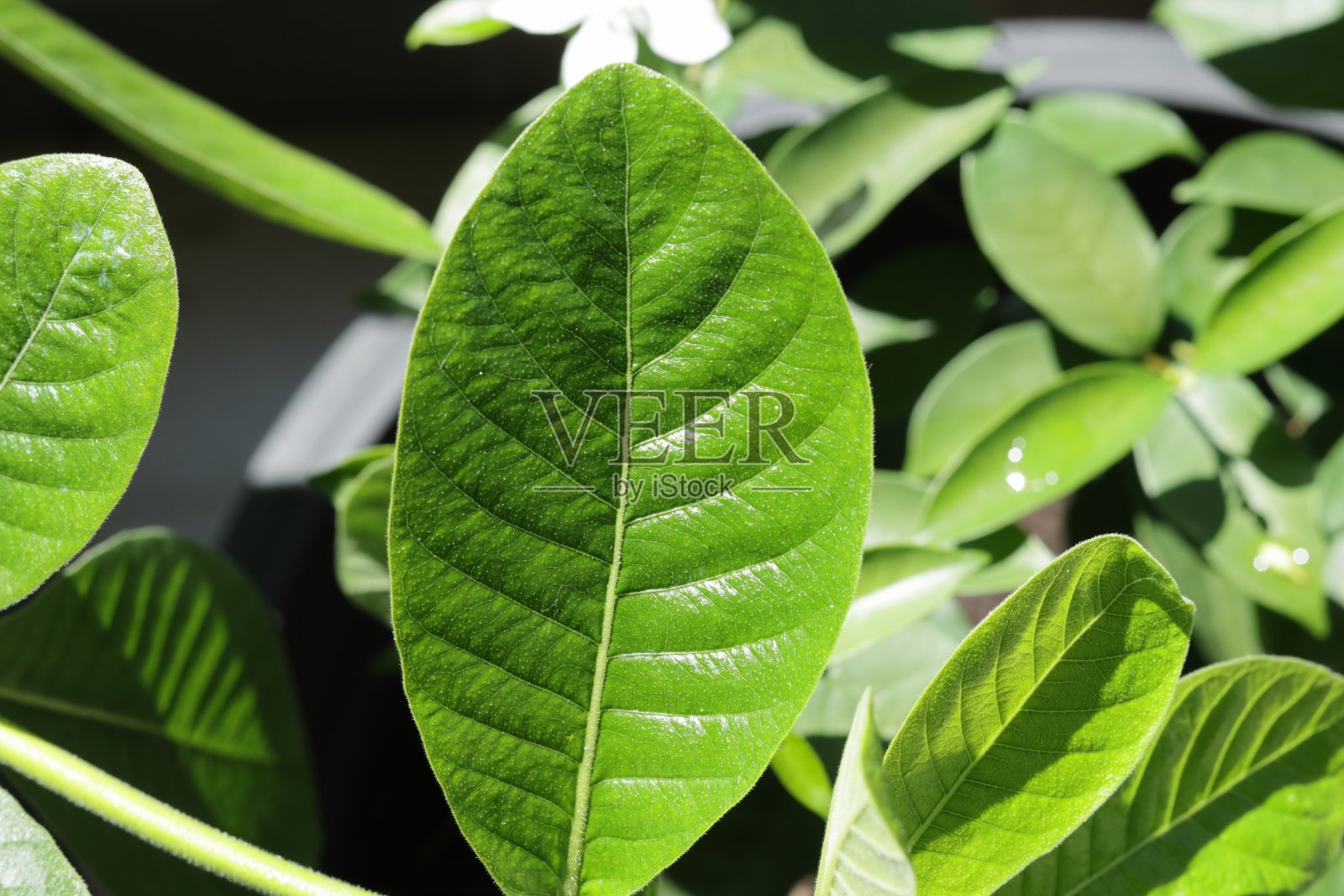 绿叶特写照片摄影图片