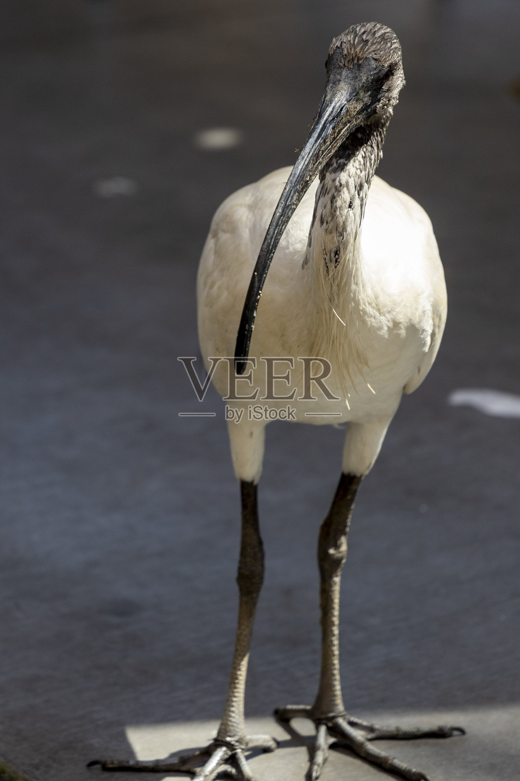 澳大利亚布里斯班的宜必思酒店照片摄影图片