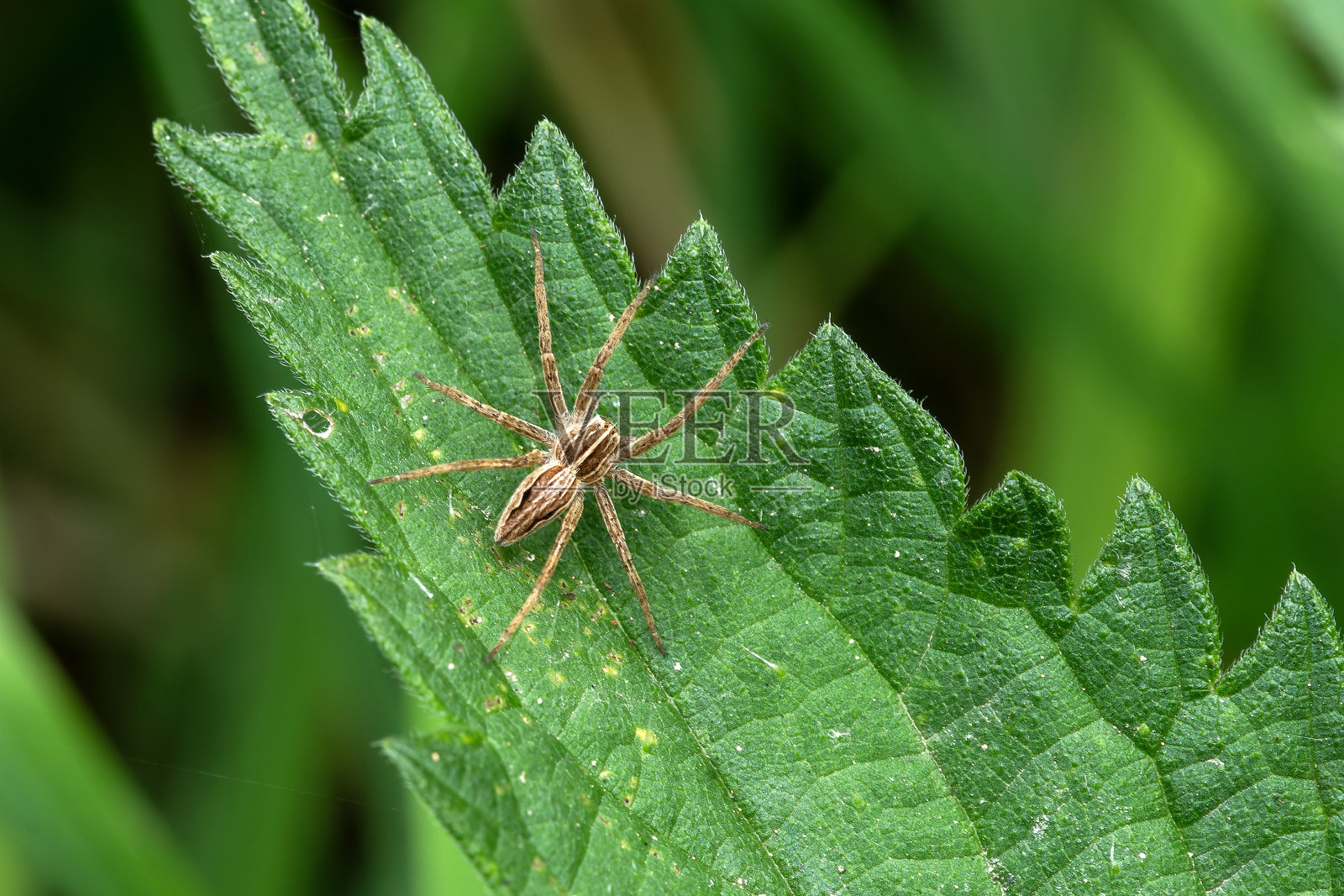 苗圃网蜘蛛(Pisaura mirabilis)照片摄影图片