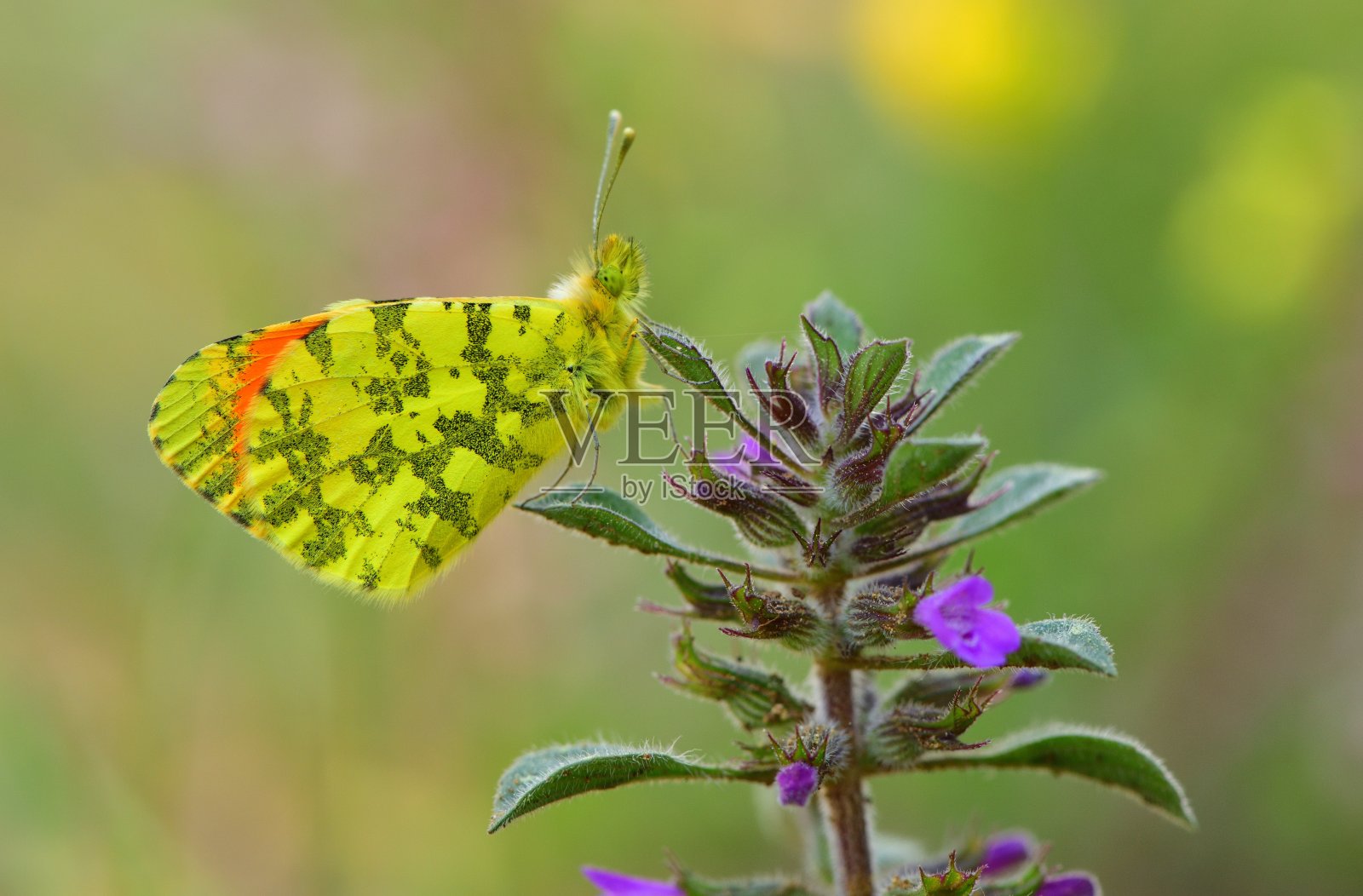 蝴蝶照片摄影图片