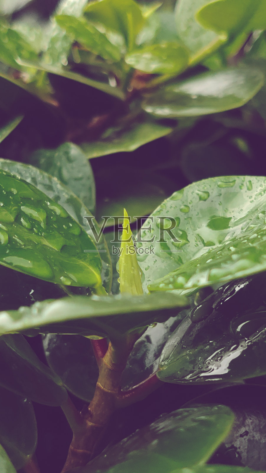 被灯光照亮的中国白令(Ficus microcarpa)照片摄影图片