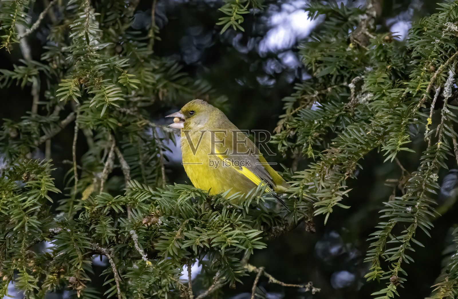 绿翅雀(雄性)照片摄影图片