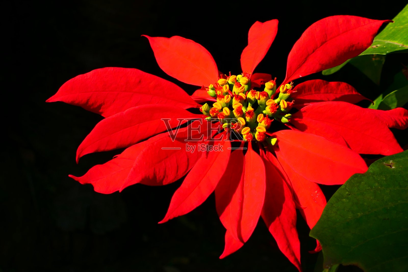 一品红花，摩洛哥拉巴特植物试验园照片摄影图片