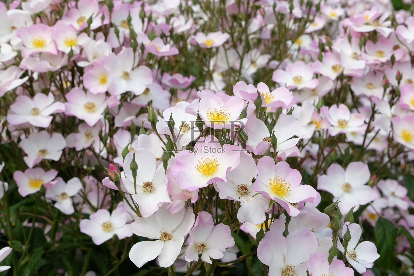 白色和柔和的粉红色漫游者玫瑰'Lyda玫瑰'花。照片摄影图片