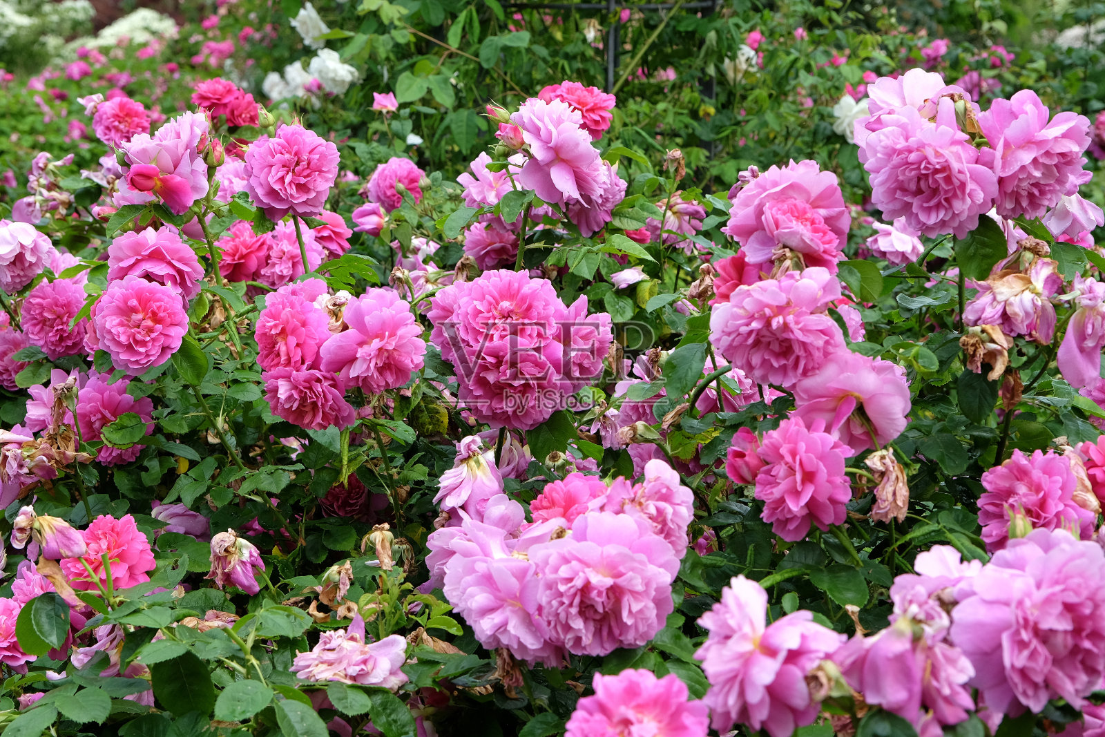 粉红色玫瑰英国灌木玫瑰'安妮公主'的花。照片摄影图片